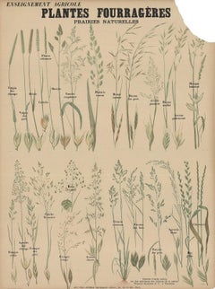 Emile Deyrolle 'Plantes Fourrageres Teaching Chart'- Poster