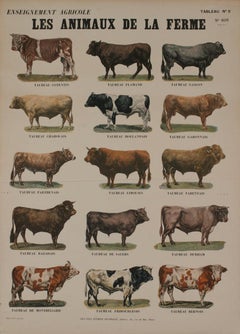 Emile Deyrolle 'Taureaux Teaching Chart'