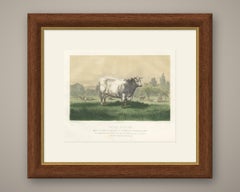Emilie, Durham Shorthorn Cow of Corbon, Antique Print, 1873