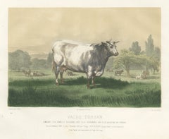Emilie, Durham Shorthorn Cow of Corbon, Antique Print, 1873