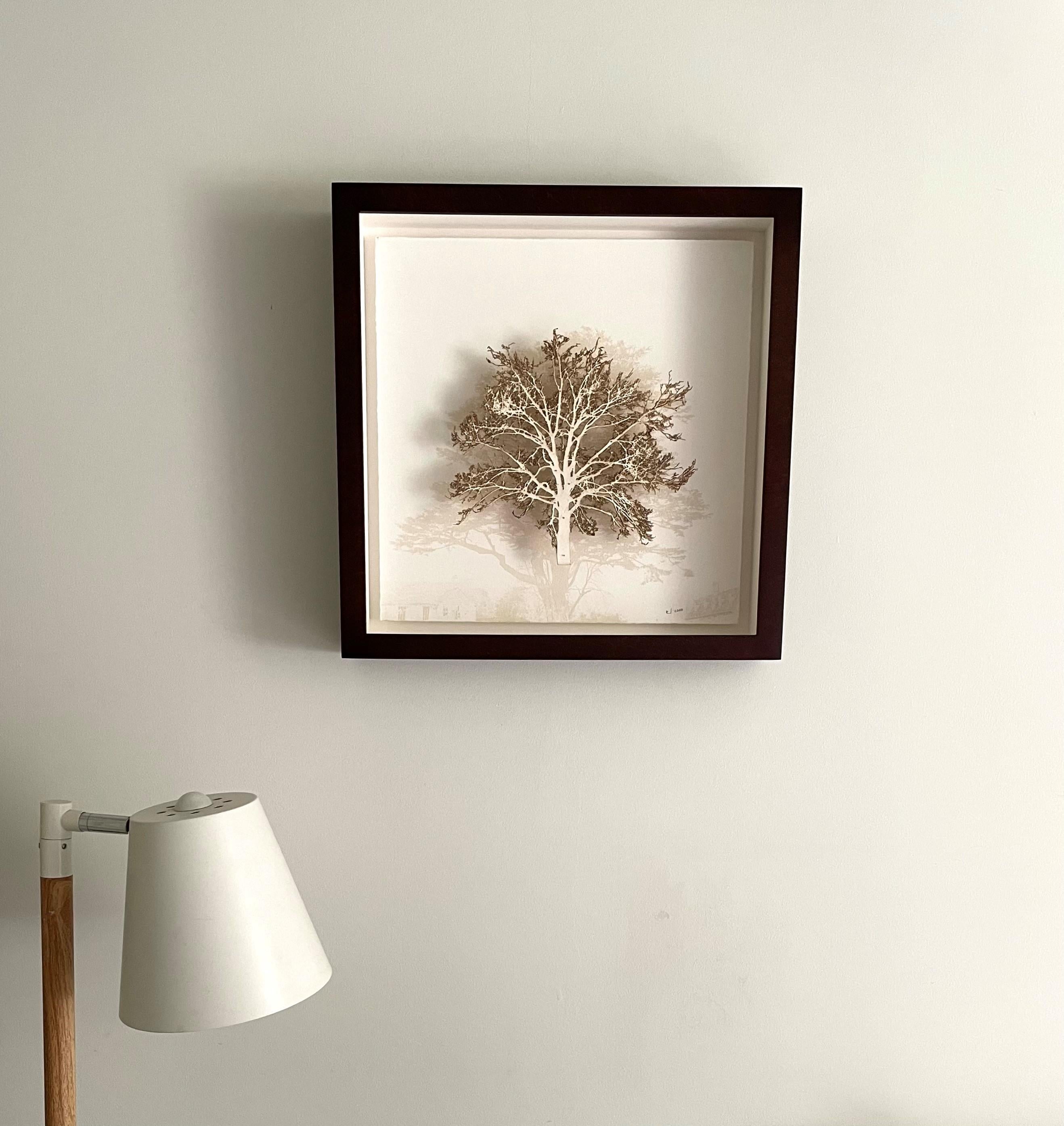 paper oak tree
