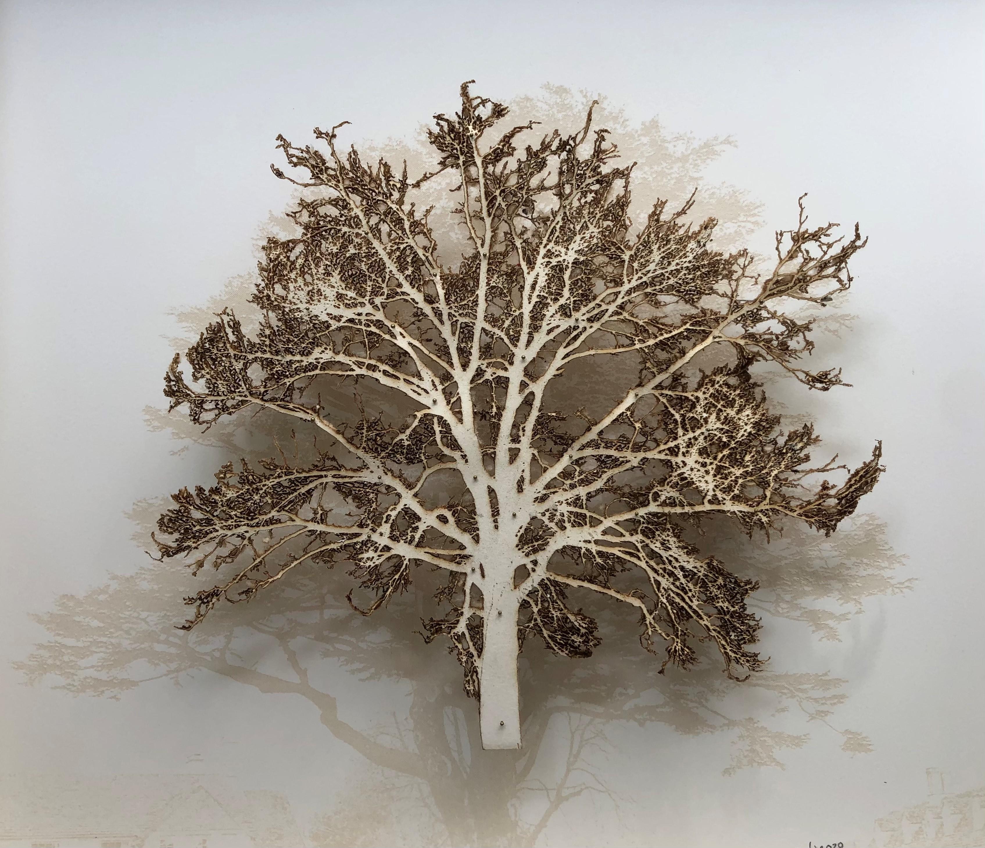 Cedro Oak - obra de arte contemporánea en técnica mixta árbol de la naturaleza enmarcado esmaltado - Mixed Media Art de Emma Levine