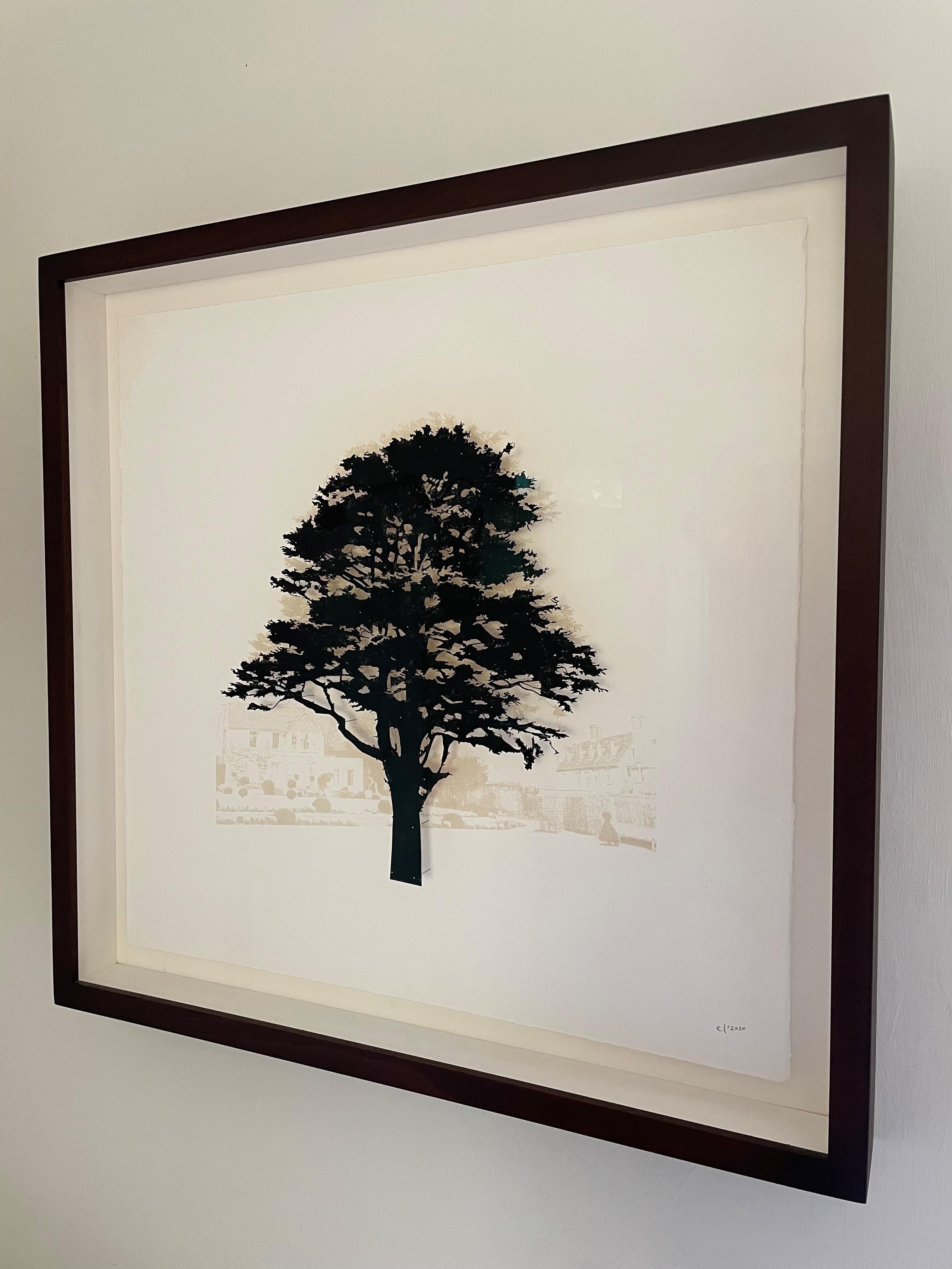 Southrop Cedar - Mixed media tree: contemporary, framed & glazed - Contemporary Mixed Media Art by Emma Levine
