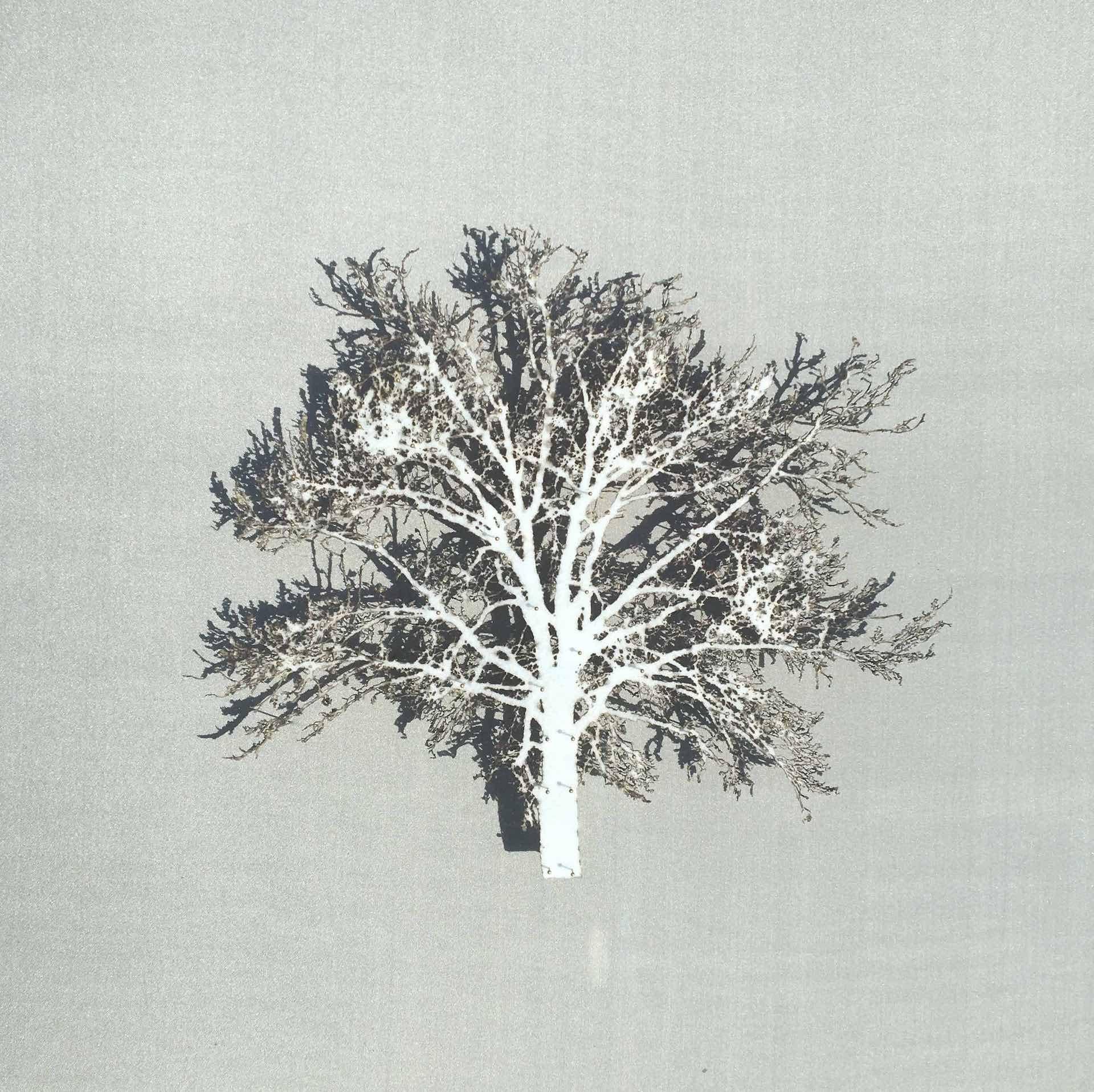 Chêne blanc, art contemporain d'arbre en 3D, découpe de papier originale, œuvre d'art minimaliste