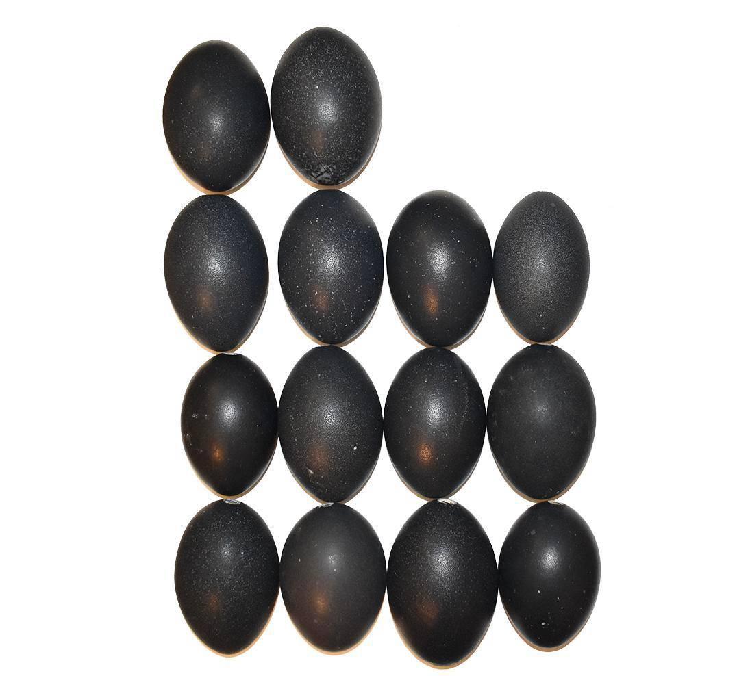 A set of natural specimen emu eggs. Great for use in a vessel atop a coffee table or credenza.

Each egg varies in size, but most are 4