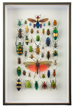 En Marche — Mounted Global Beetle & Insect Collection by Hasharat