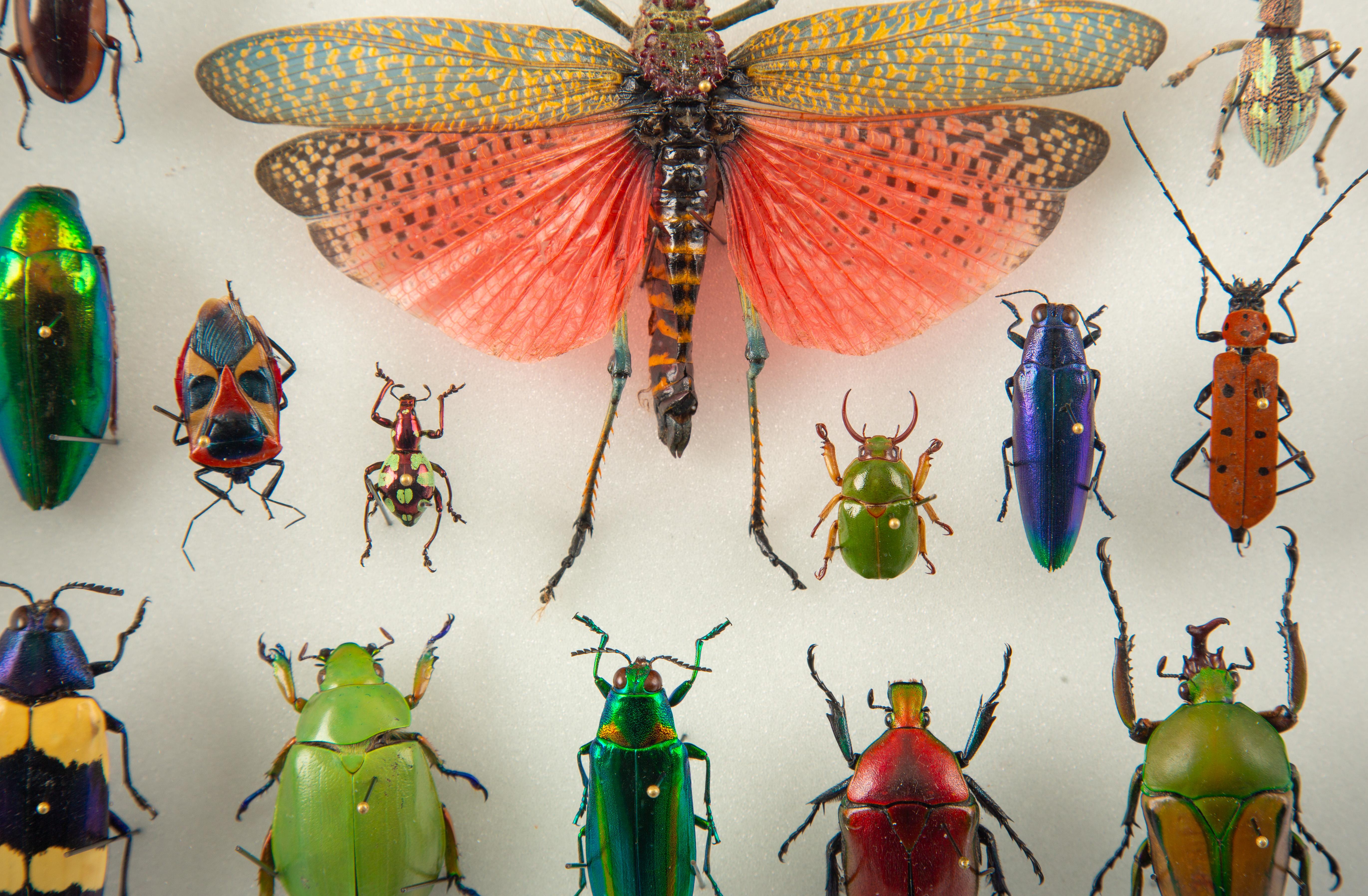 En Marche - Colección mundial de escarabajos e insectos montados by Hasharat Victoriano en venta