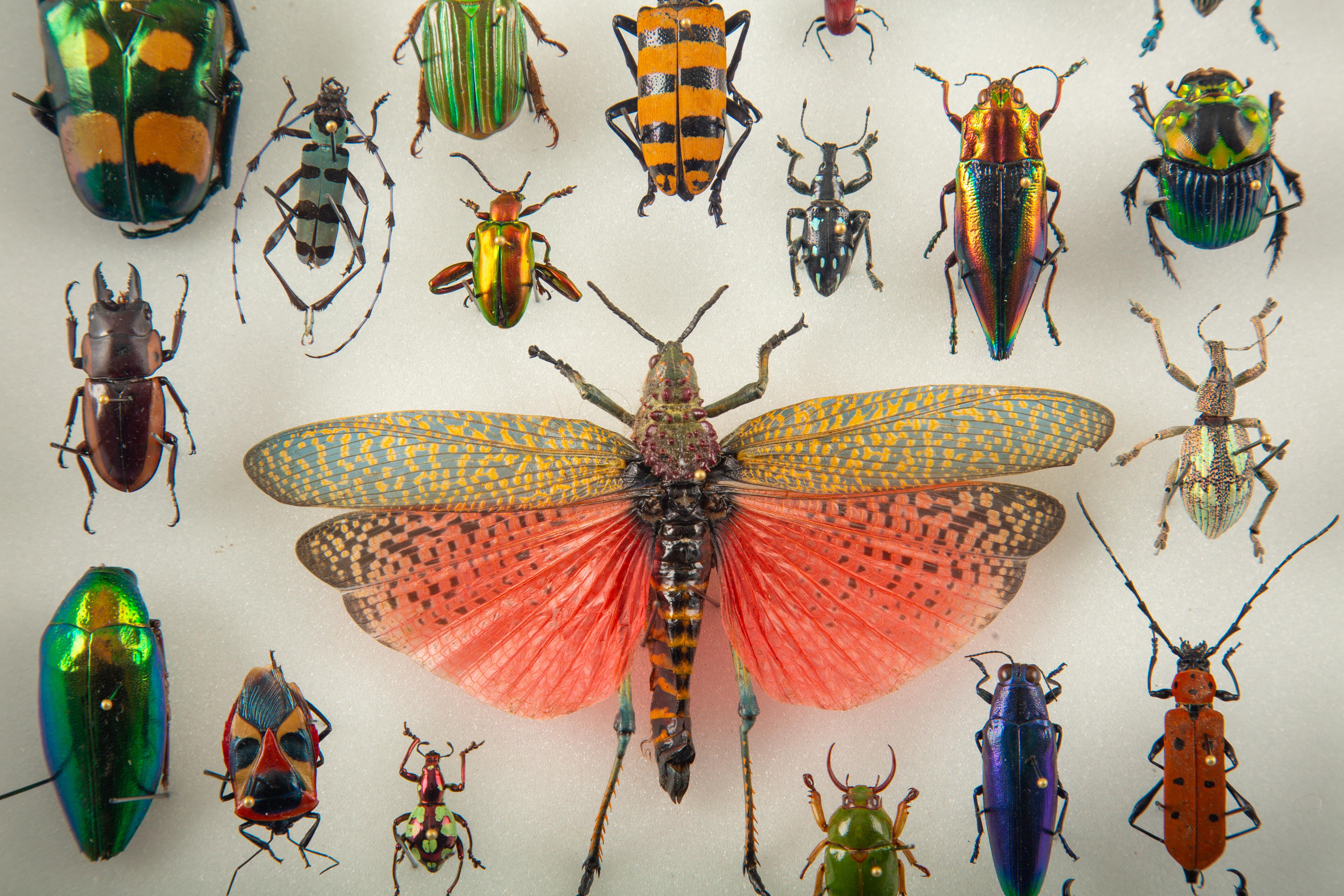 En Marche - Colección mundial de escarabajos e insectos montados by Hasharat Estadounidense en venta