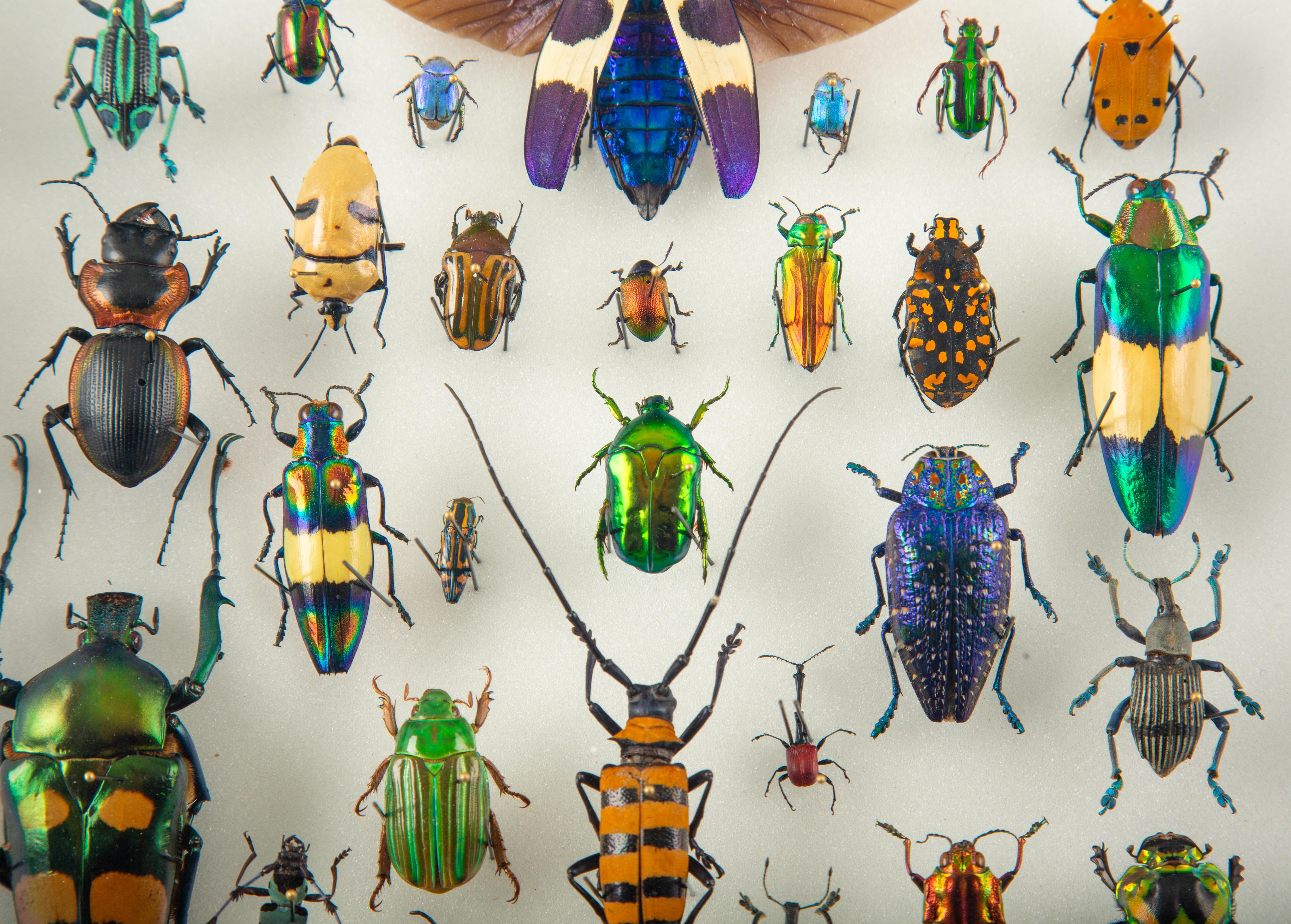 En Marche - Colección mundial de escarabajos e insectos montados by Hasharat en Nuevo estado para la venta en New York, NY