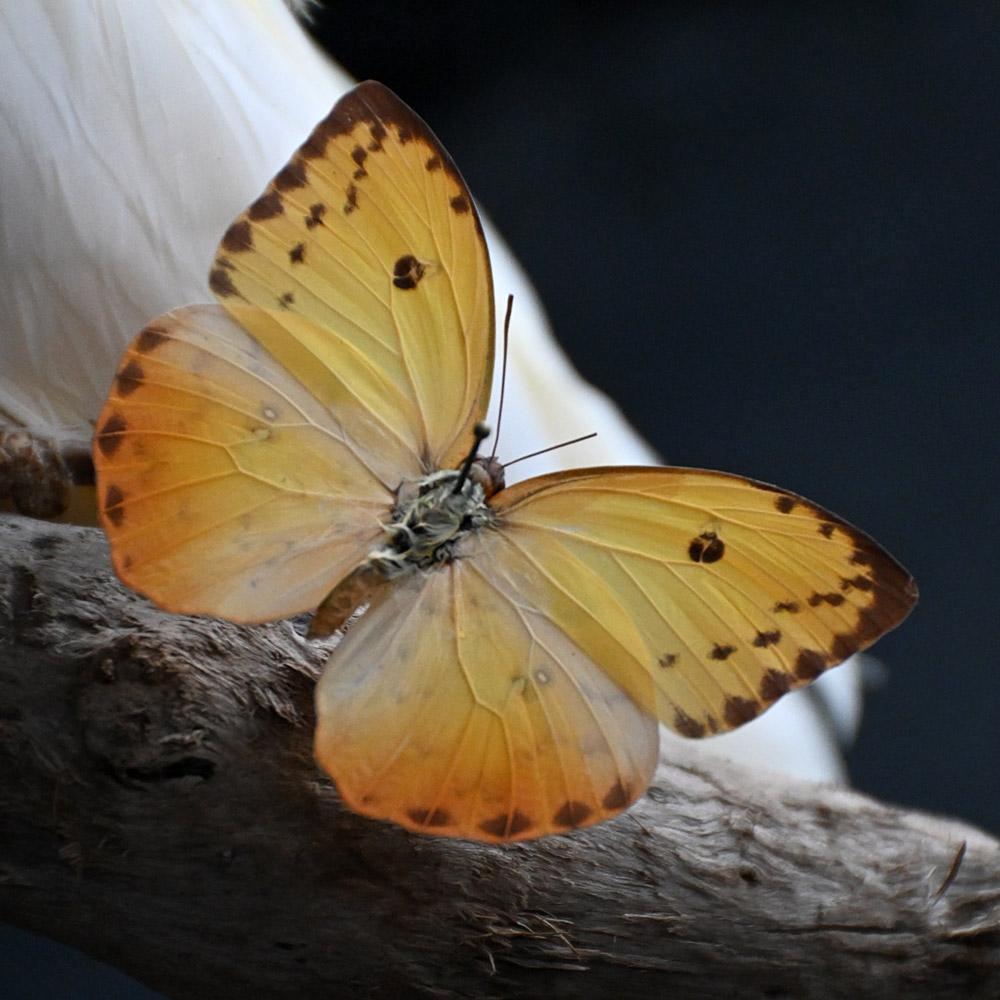 Encased Antique Glass Dome Bird Display en venta 2