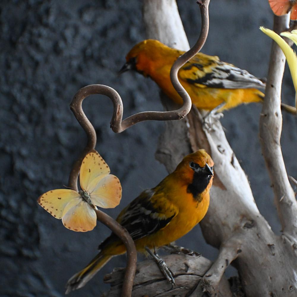 Encased Antique Glass Dome Bird Display en venta 3