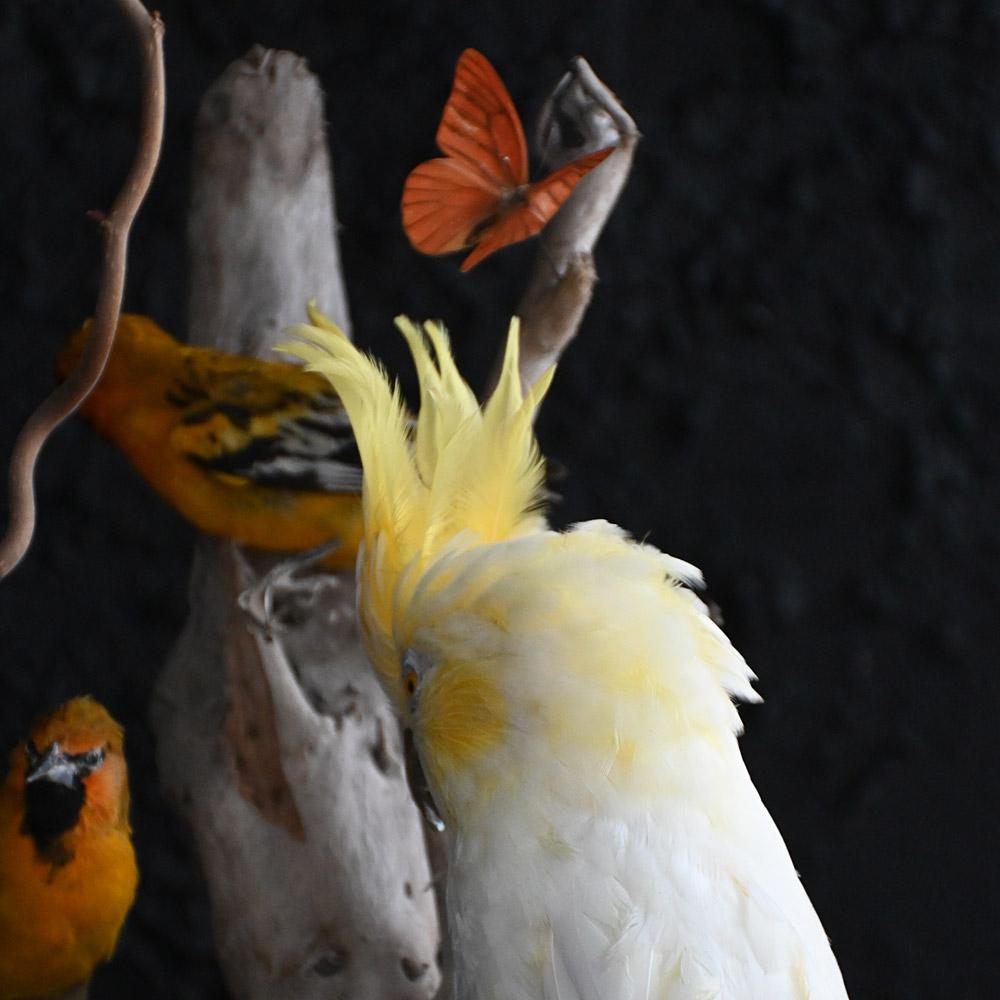 Encased Antique Glass Dome Bird Display en venta 4