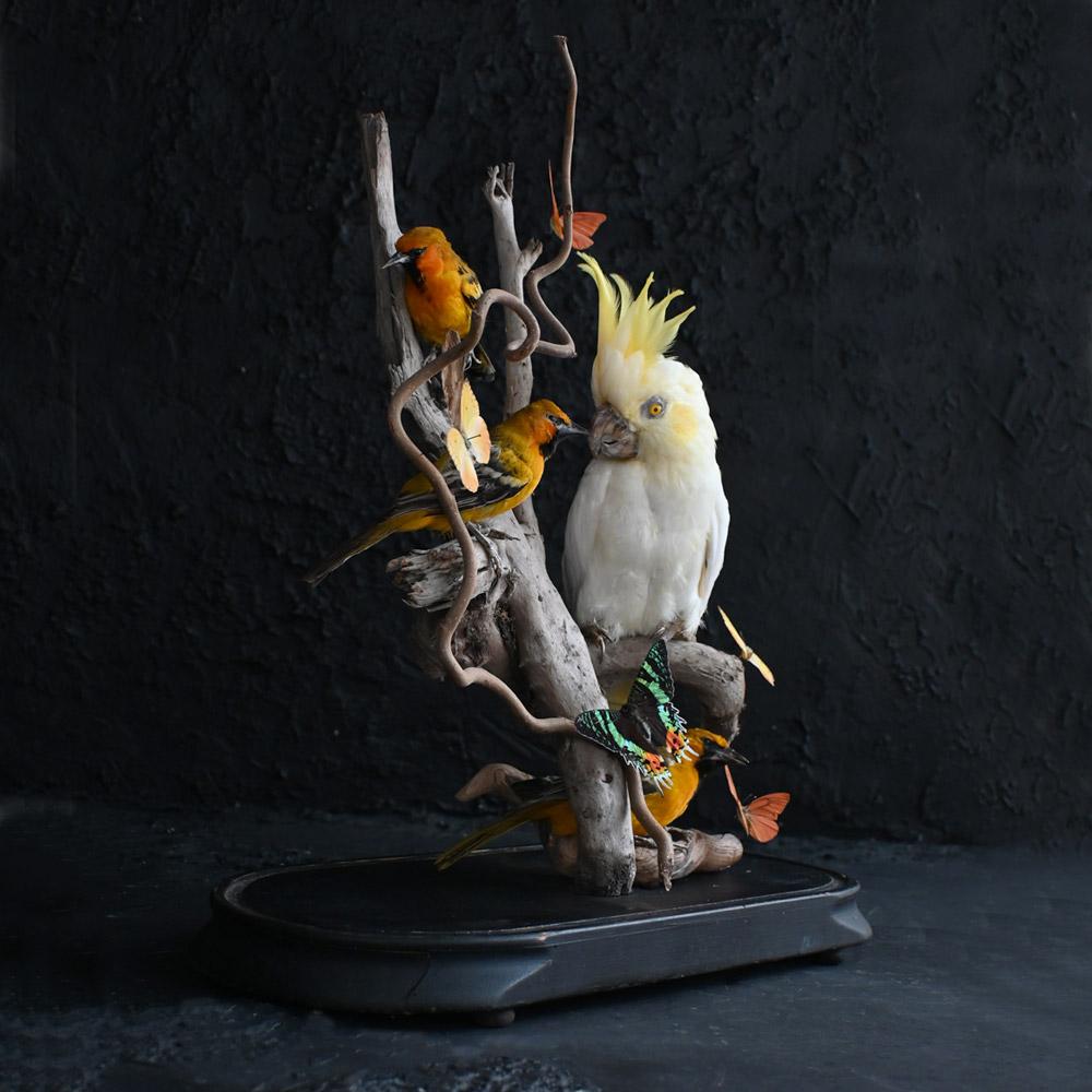Encased Antique Glass Dome Bird Display en venta 5