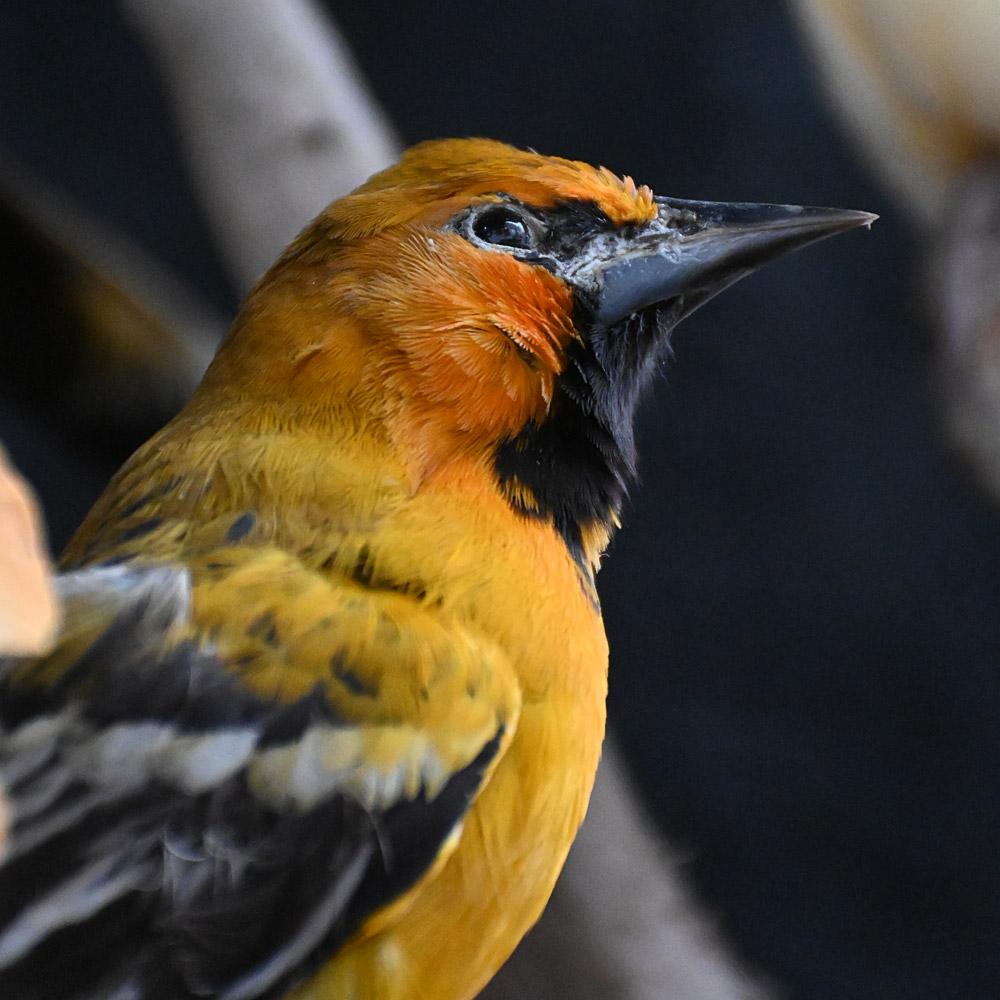 Encased Antique Glass Dome Bird Display en venta 6