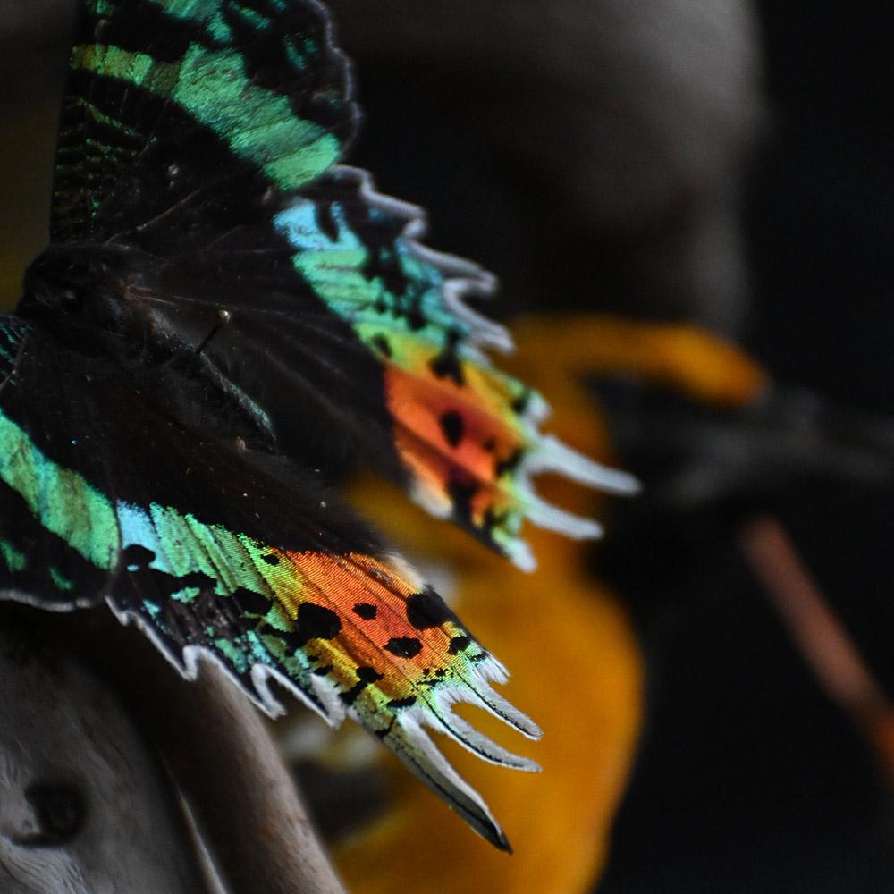 Encased Antique Glass Dome Bird Display en venta 7