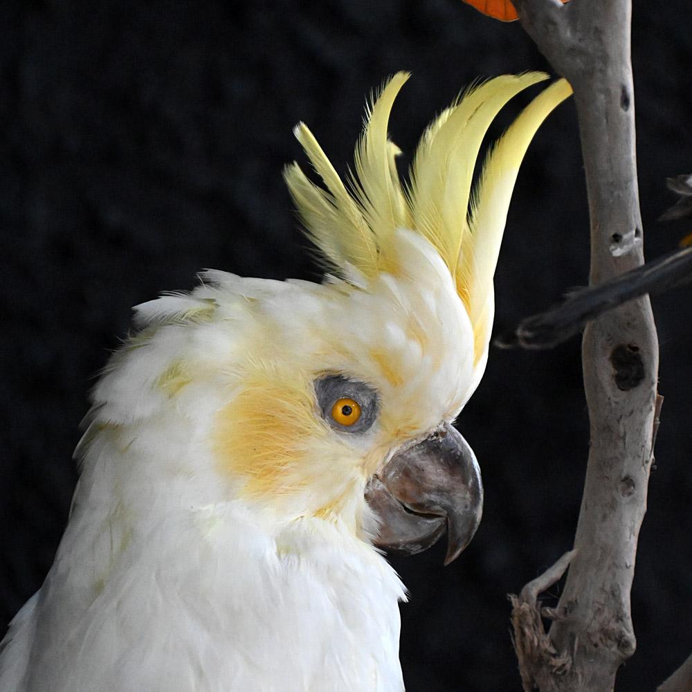 Encased Antique Glass Dome Bird Display en venta 8
