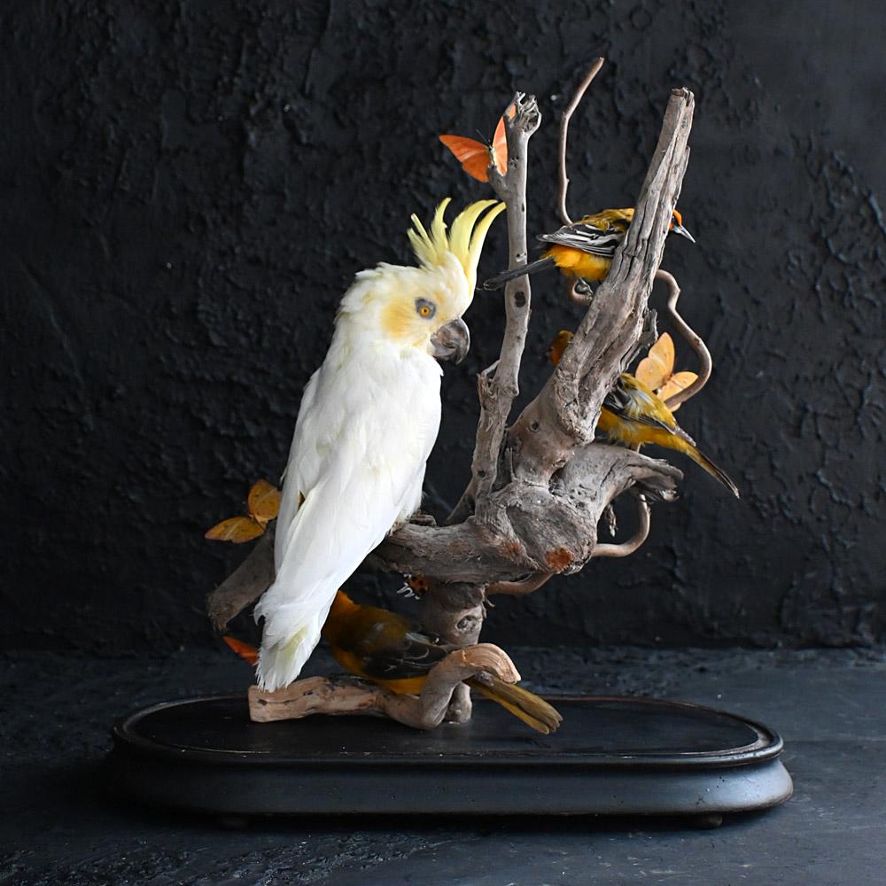 Encased Antique Glass Dome Bird Display en venta 9