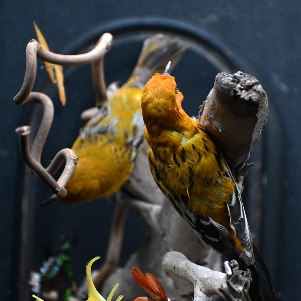 Encased Antique Glass Dome Bird Display en venta 10