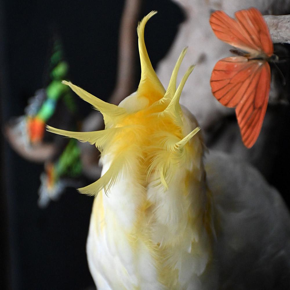 Encased Antique Glass Dome Bird Display en venta 11