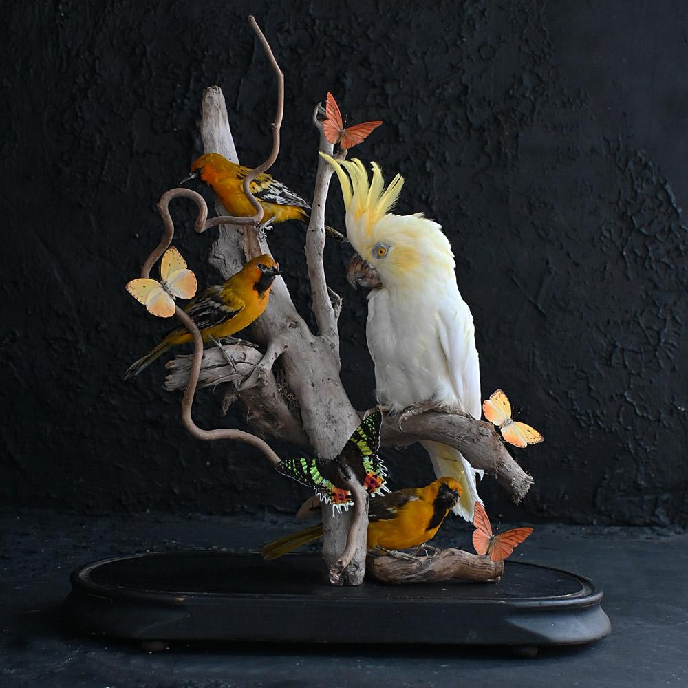 Encased Antique Glass Dome Taxidermy Bird Display 
Dimensions in inches: H 25” x W 18” x D 9” 
Age: Early to mid-20th century 
Origin: France (Paris)
Condition: Good
Overview
Recently uncovered in Paris from a private taxidermy artist this highly