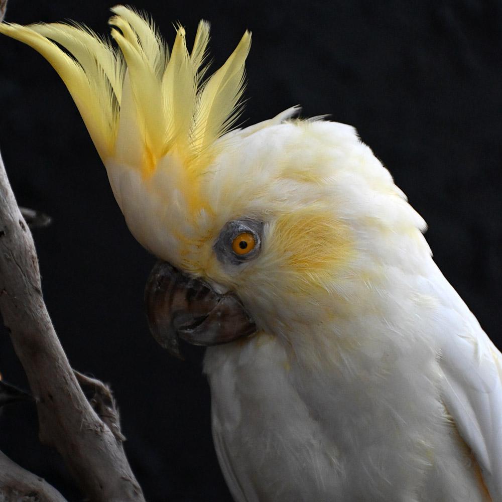 Encased Antique Glass Dome Bird Display Victoriano tardío en venta