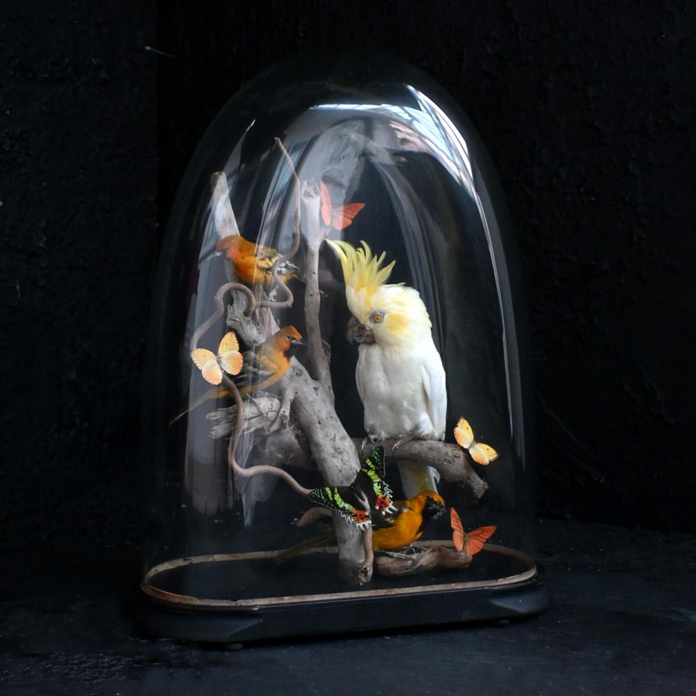 Encased Antique Glass Dome Bird Display Francés en venta