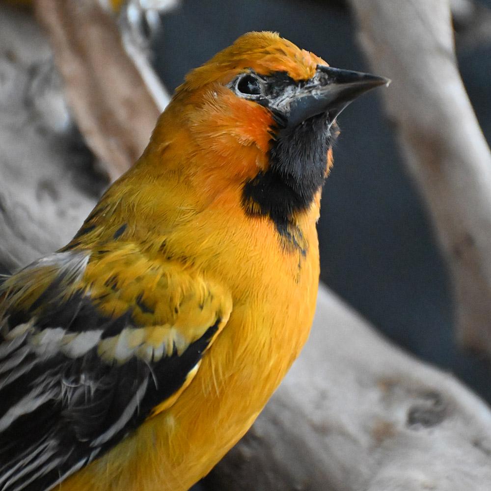 Encased Antique Glass Dome Bird Display Hecho a mano en venta