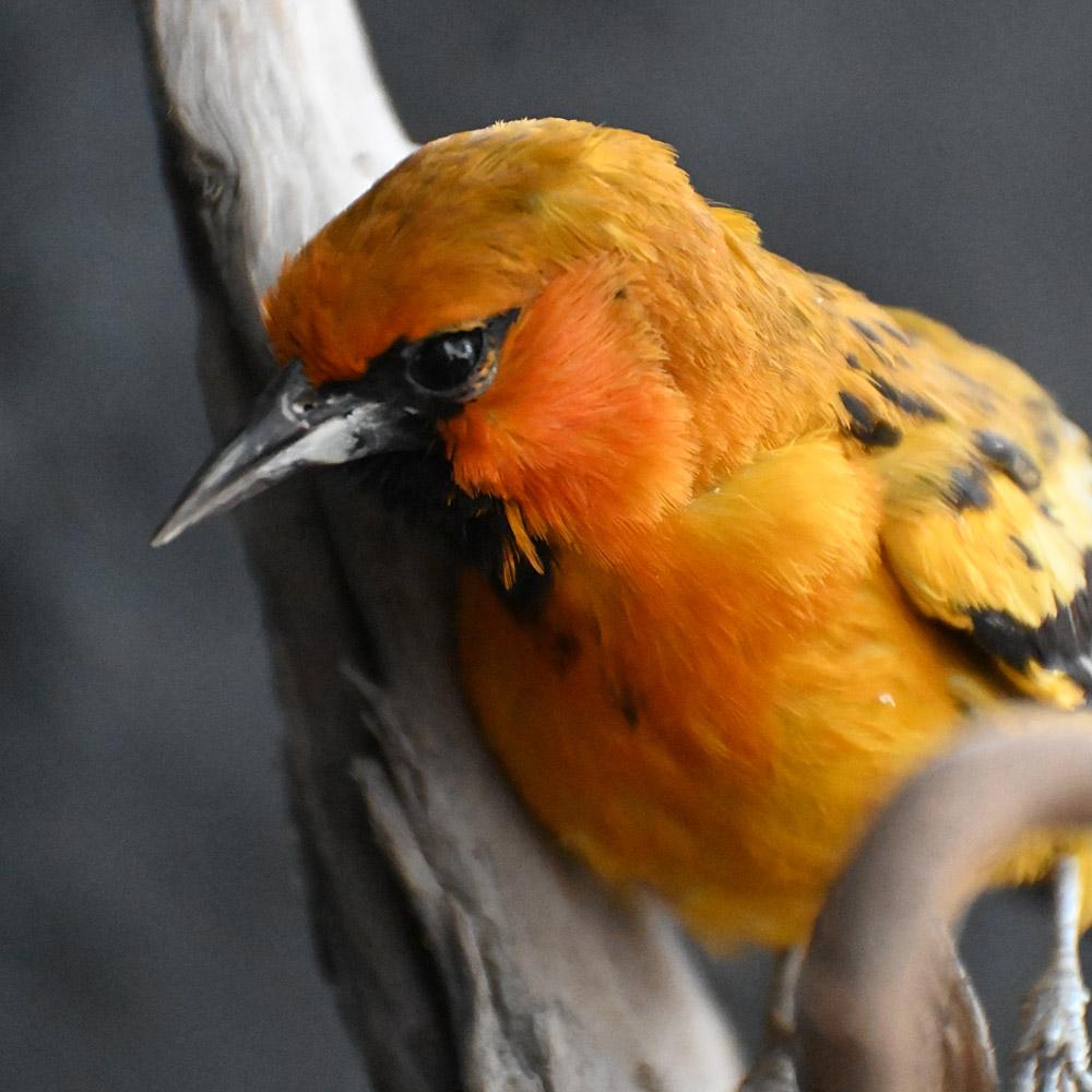 Encased Antique Glass Dome Bird Display en Bueno estado para la venta en London, GB