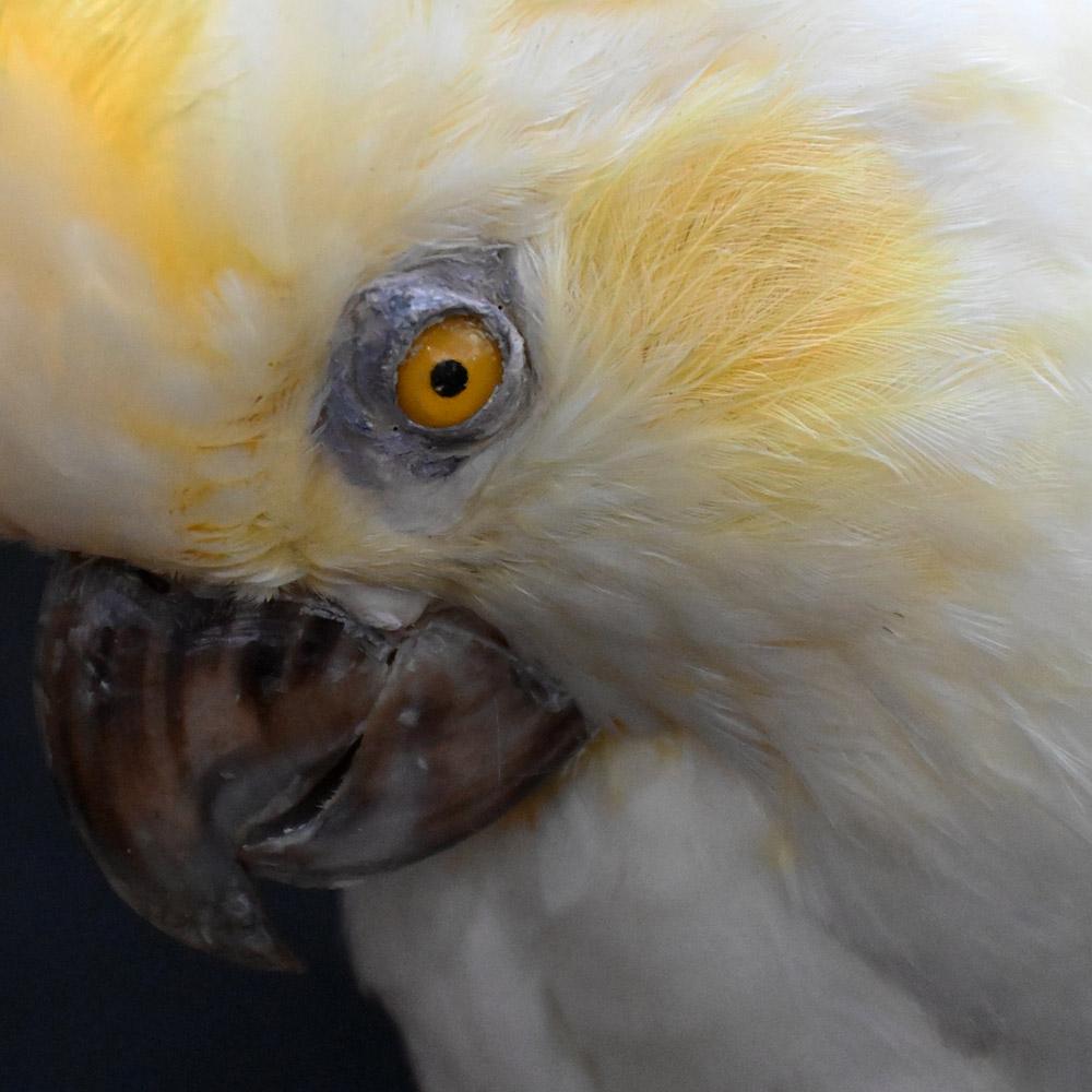 Encased Antique Glass Dome Bird Display mediados del siglo XX en venta