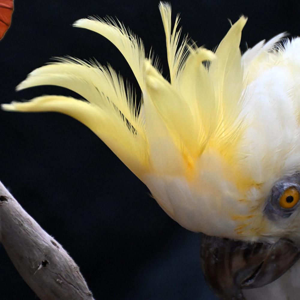 Encased Antique Glass Dome Bird Display Fibra natural en venta