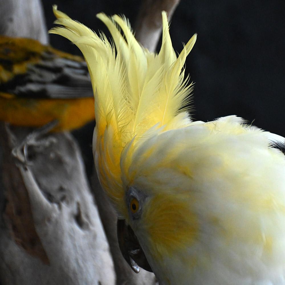 Encased Antique Glass Dome Bird Display en venta 1