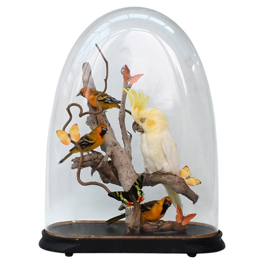 Encased Antique Glass Dome Bird Display en venta