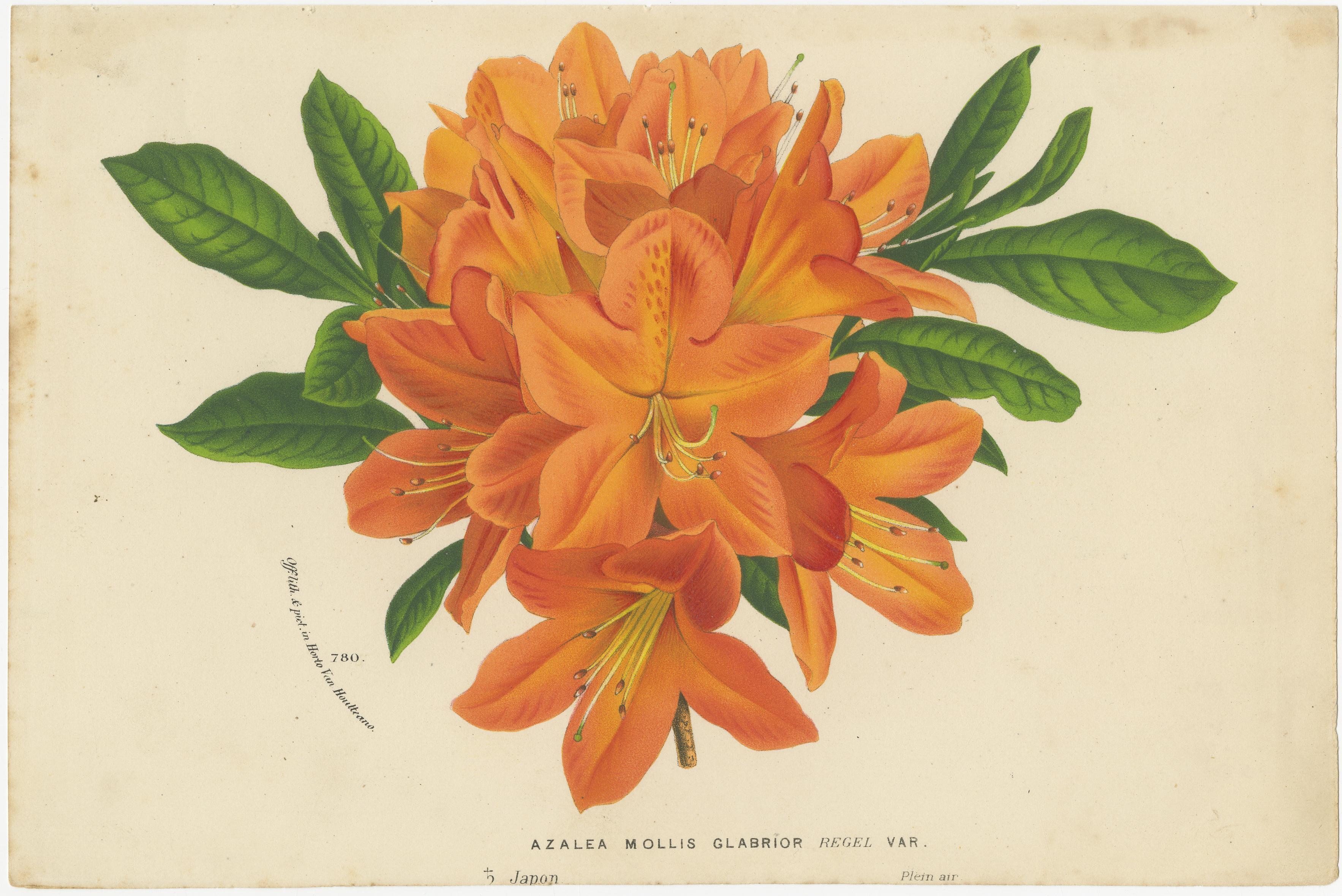 Enchanted Blossoms: Masterpieces of Botanical Art from Van Houtte's Florilegium For Sale 1