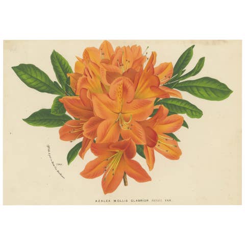 Enchanted Blossoms: Masterpieces of Botanical Art from Van Houtte's Florilegium