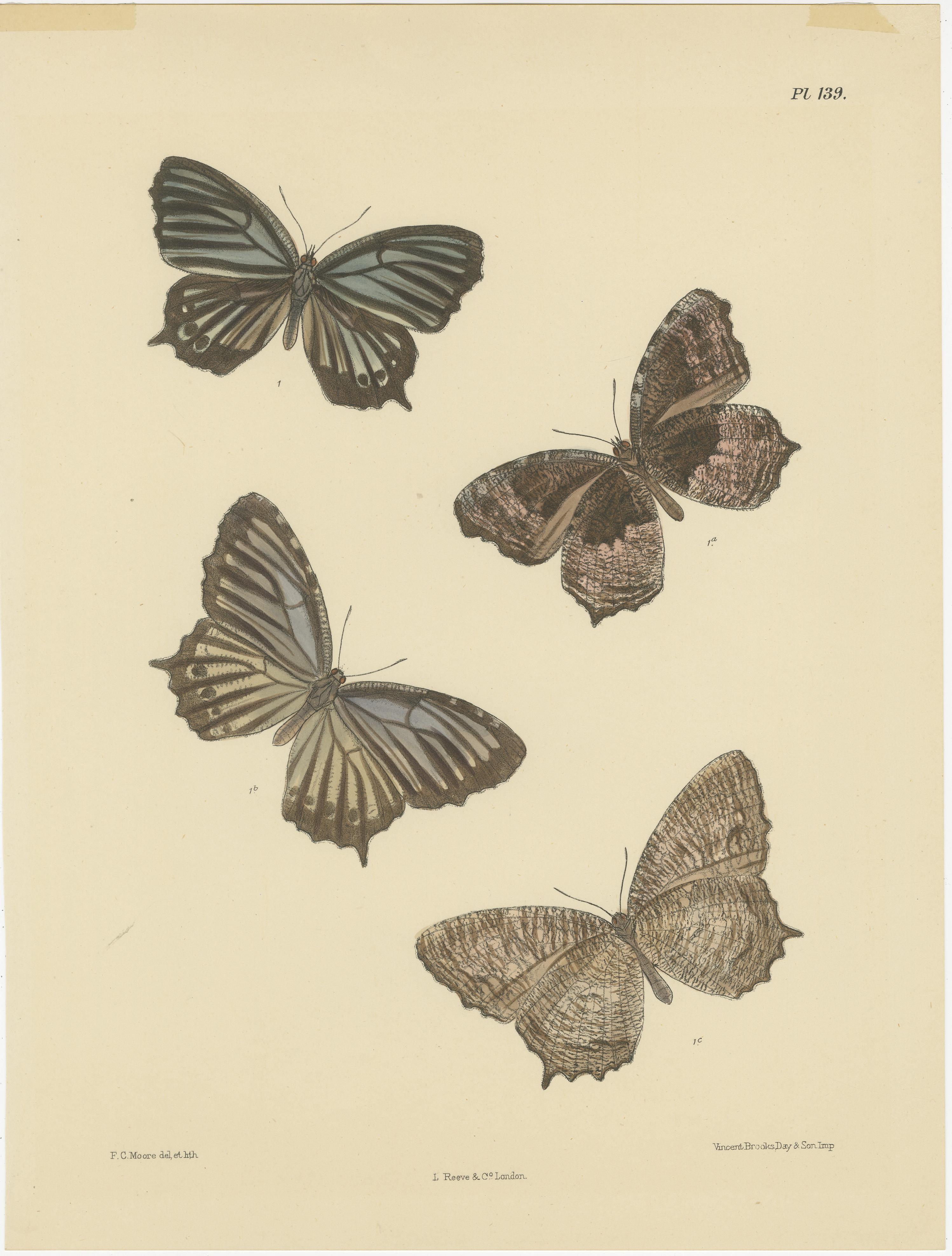 Encantadoras litografías victorianas de mariposas: Impresiones vívidas de especies raras, 1878 en Bueno estado para la venta en Langweer, NL