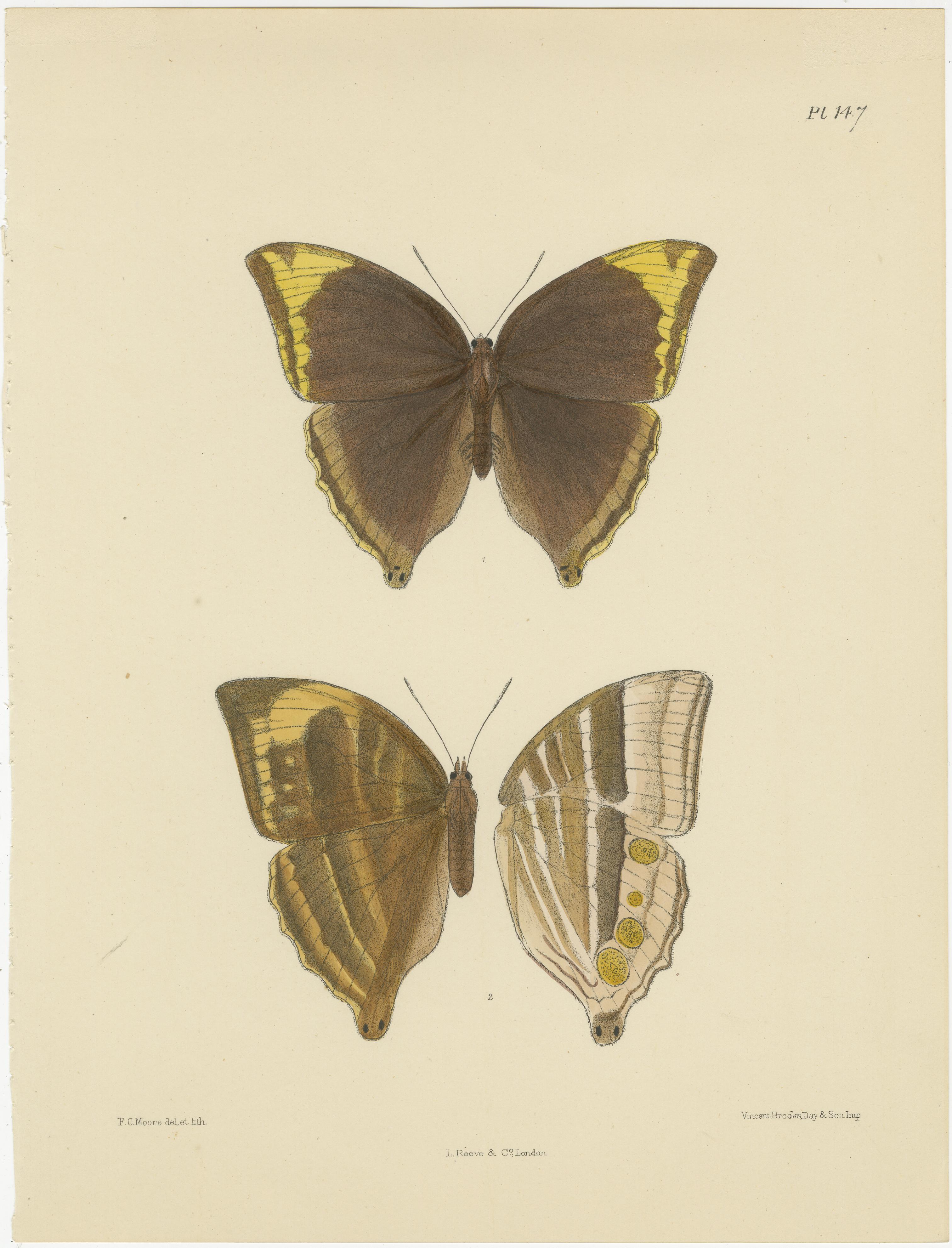 Encantadoras litografías victorianas de mariposas: Impresiones vívidas de especies raras, 1878 Fines del siglo XIX en venta