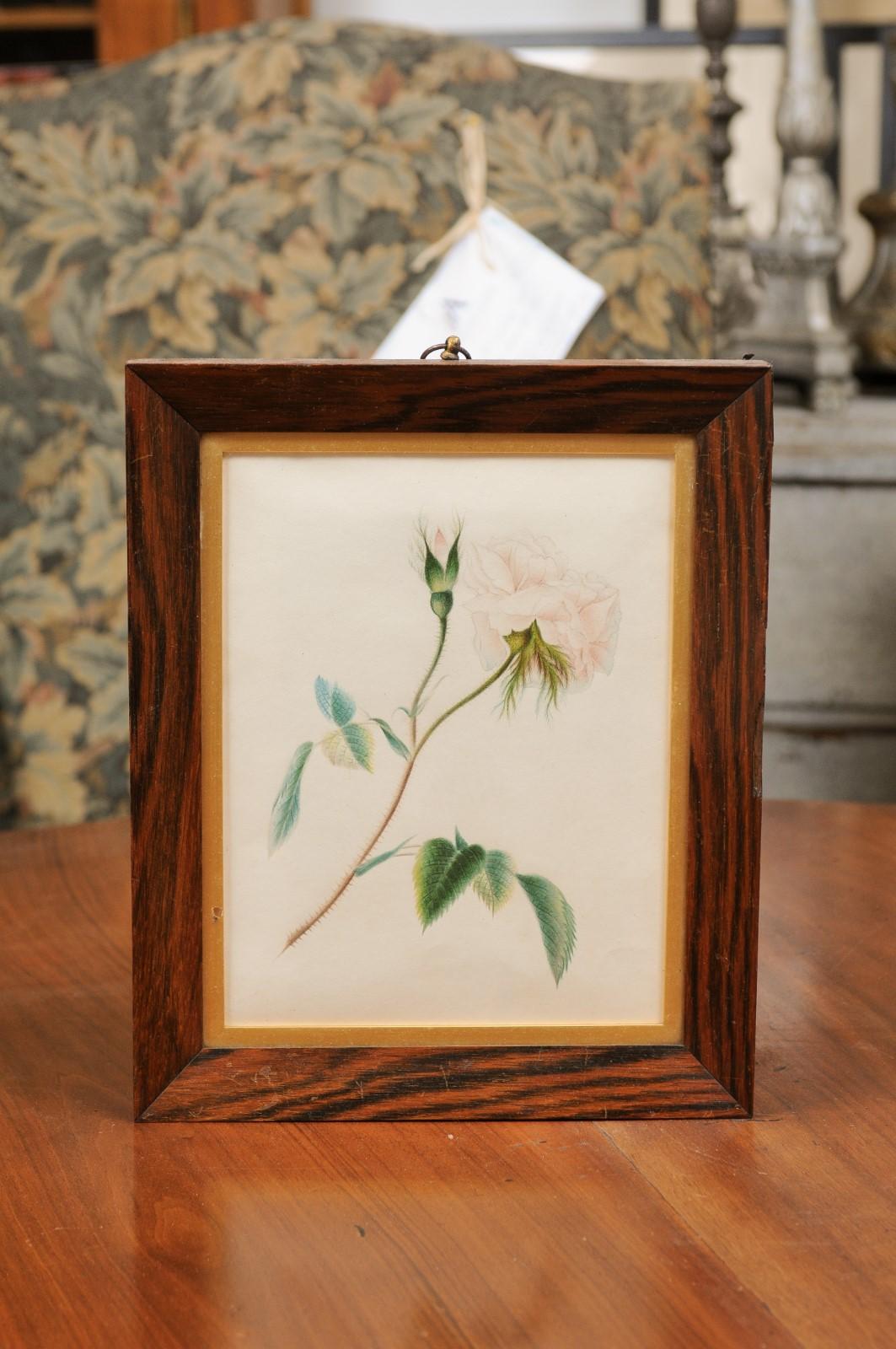 English 1850s Victorian Period Wooden Framed Print Depicting a Rose In Good Condition In Atlanta, GA