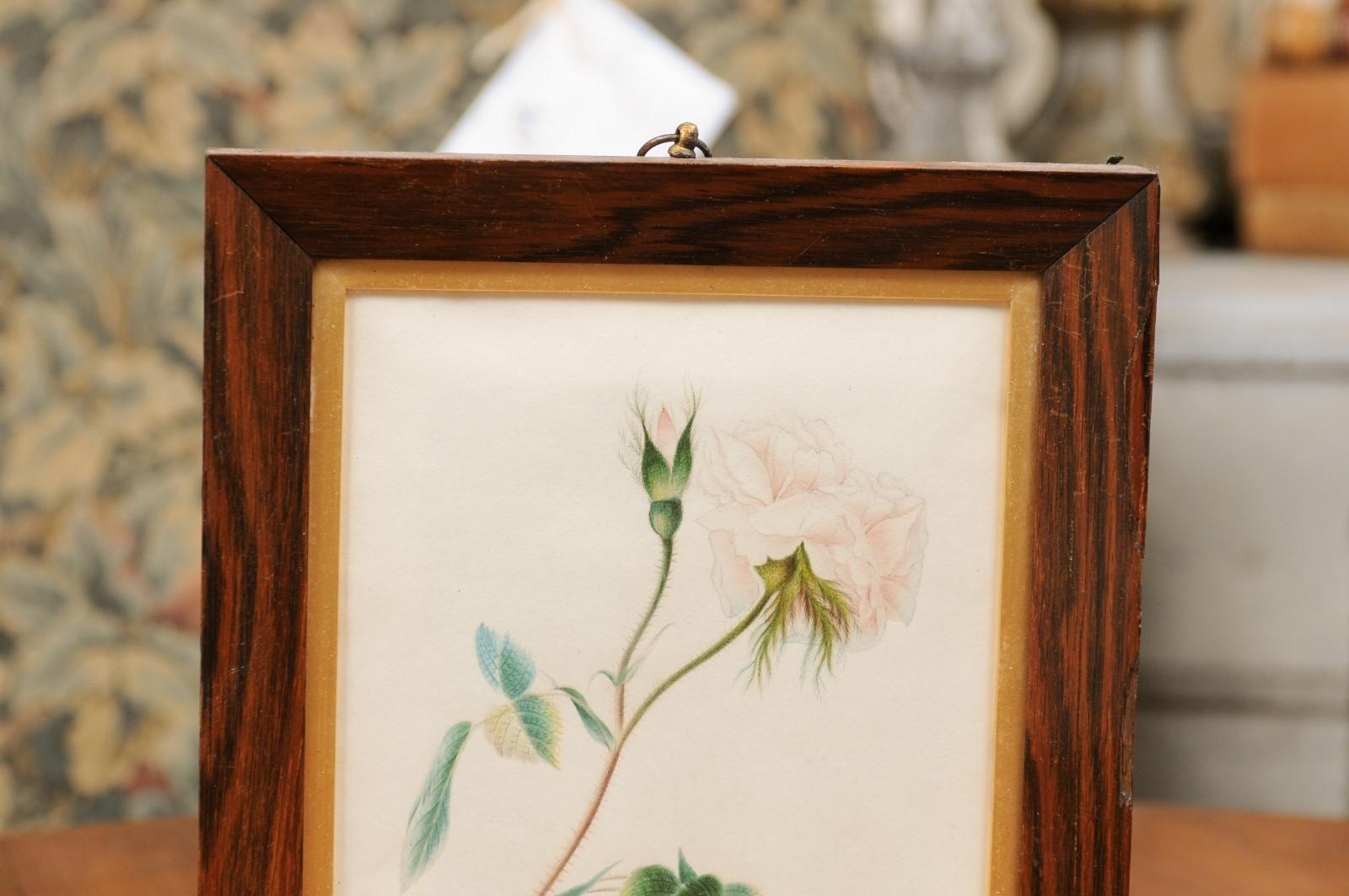 19th Century English 1850s Victorian Period Wooden Framed Print Depicting a Rose