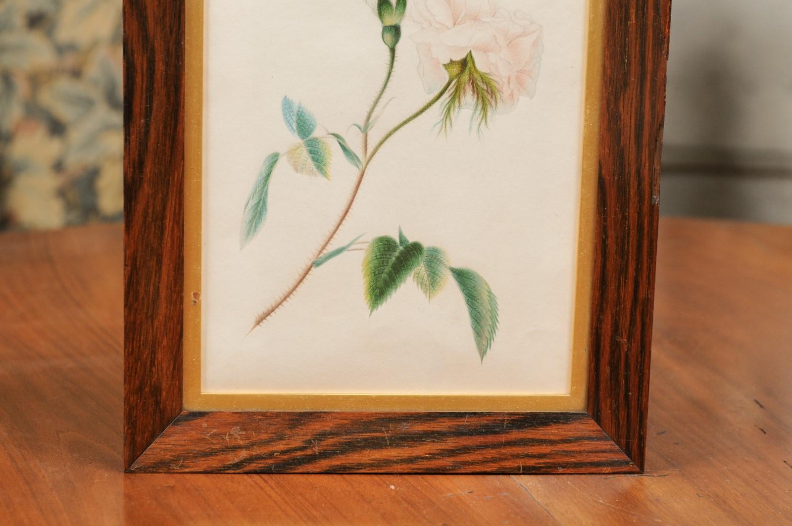 Glass English 1850s Victorian Period Wooden Framed Print Depicting a Rose