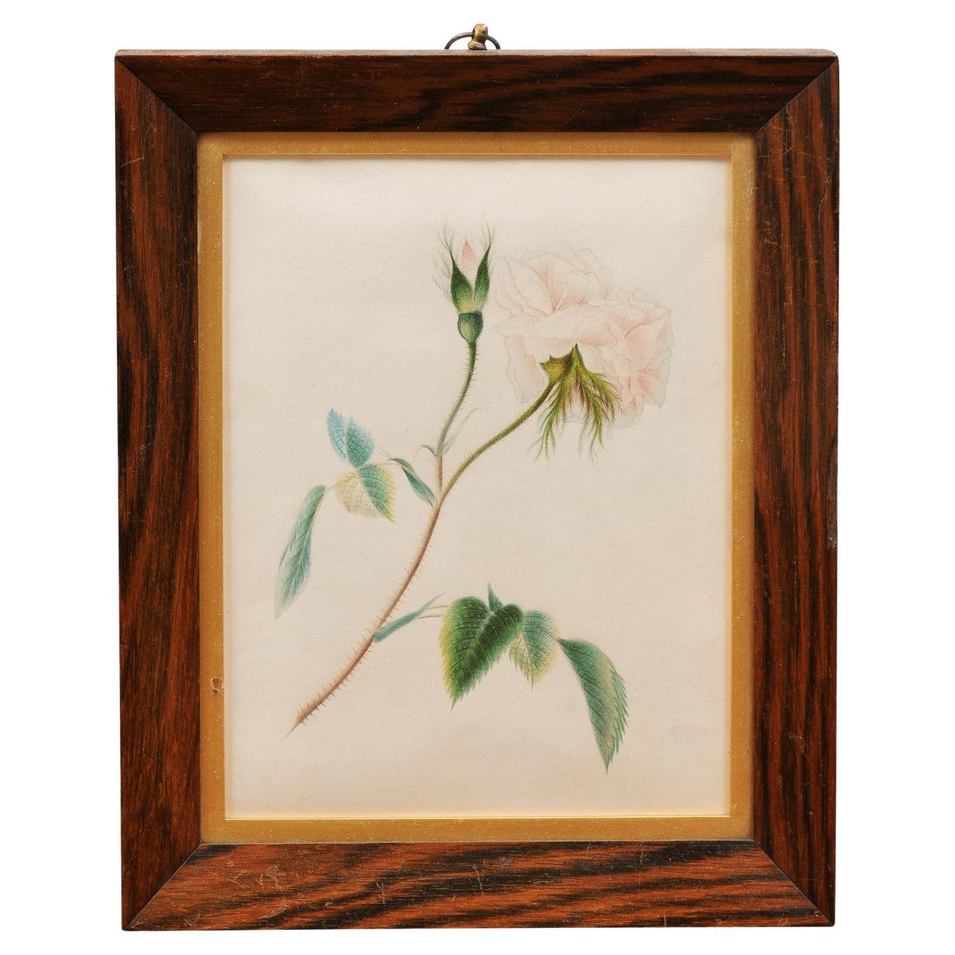 English 1850s Victorian Period Wooden Framed Print Depicting a Rose