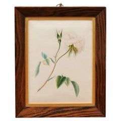 Used English 1850s Victorian Period Wooden Framed Print Depicting a Rose