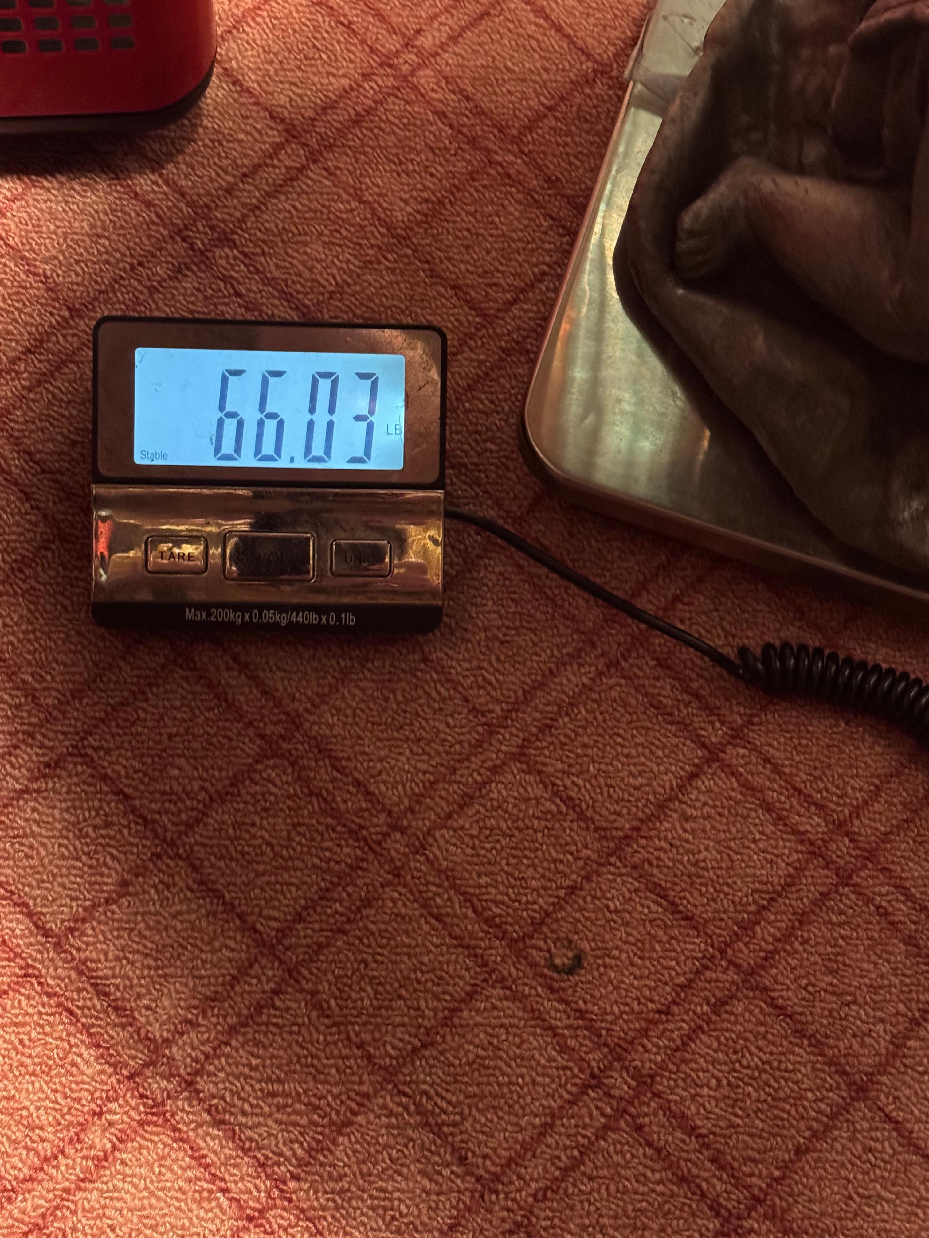 Estatua inglesa de 1860 con forma de querubín de plomo y concha de mar de aluminio en venta 8