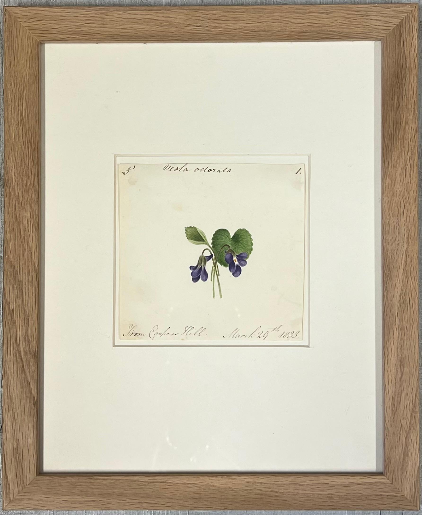 Conjunto de 12 cuadros botánicos de acuarela inglesa del siglo XIX Marcos de roble - Painting de English 19th Century artist