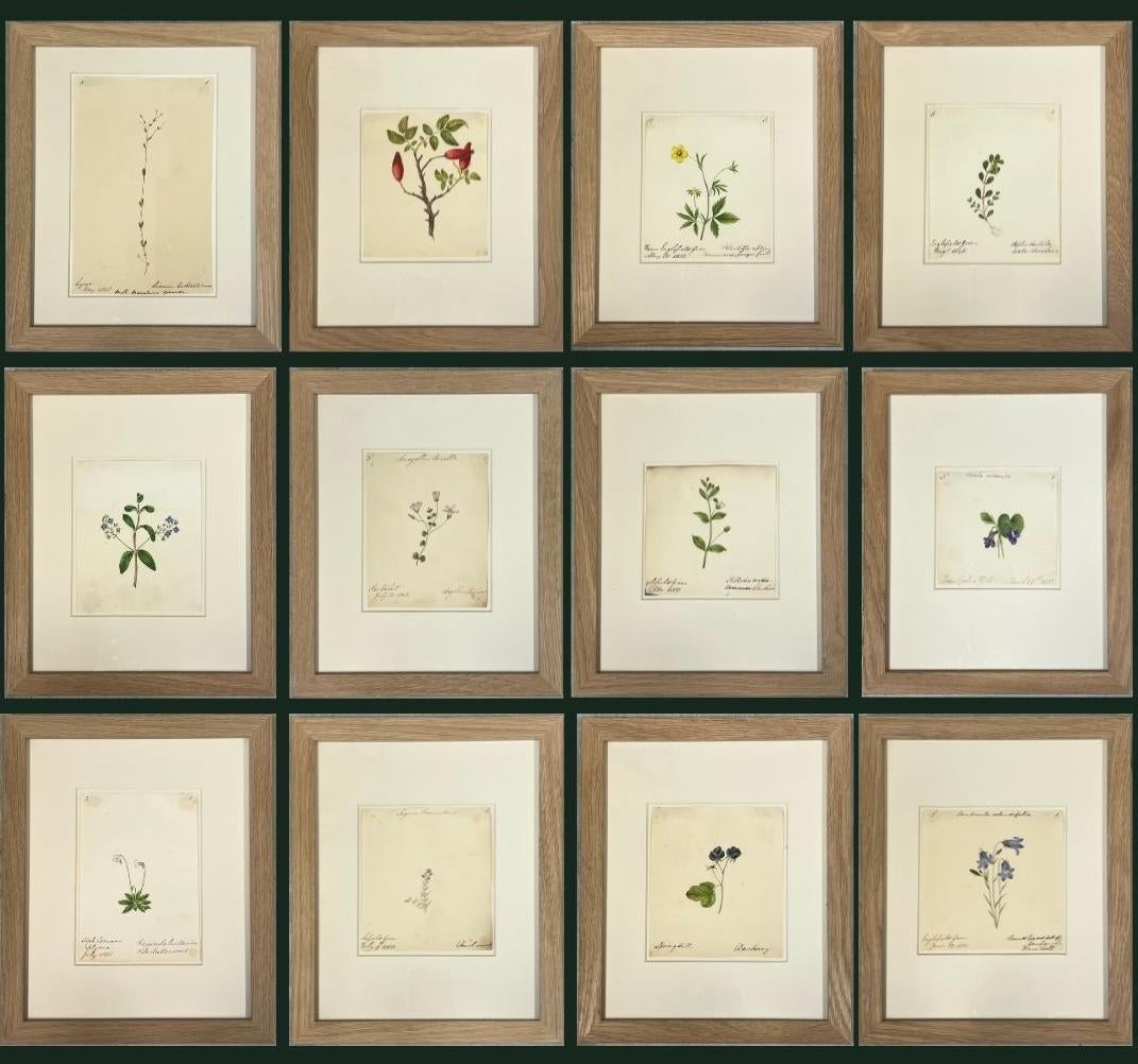 Set of 12 Botanical 19th Century English Watercolor Paintings Oak Frames