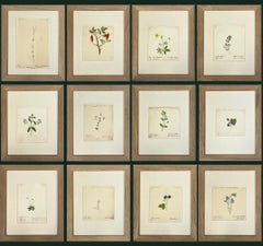 Set di 12 dipinti botanici ad acquerello inglesi del XIX secolo con cornici in Oak