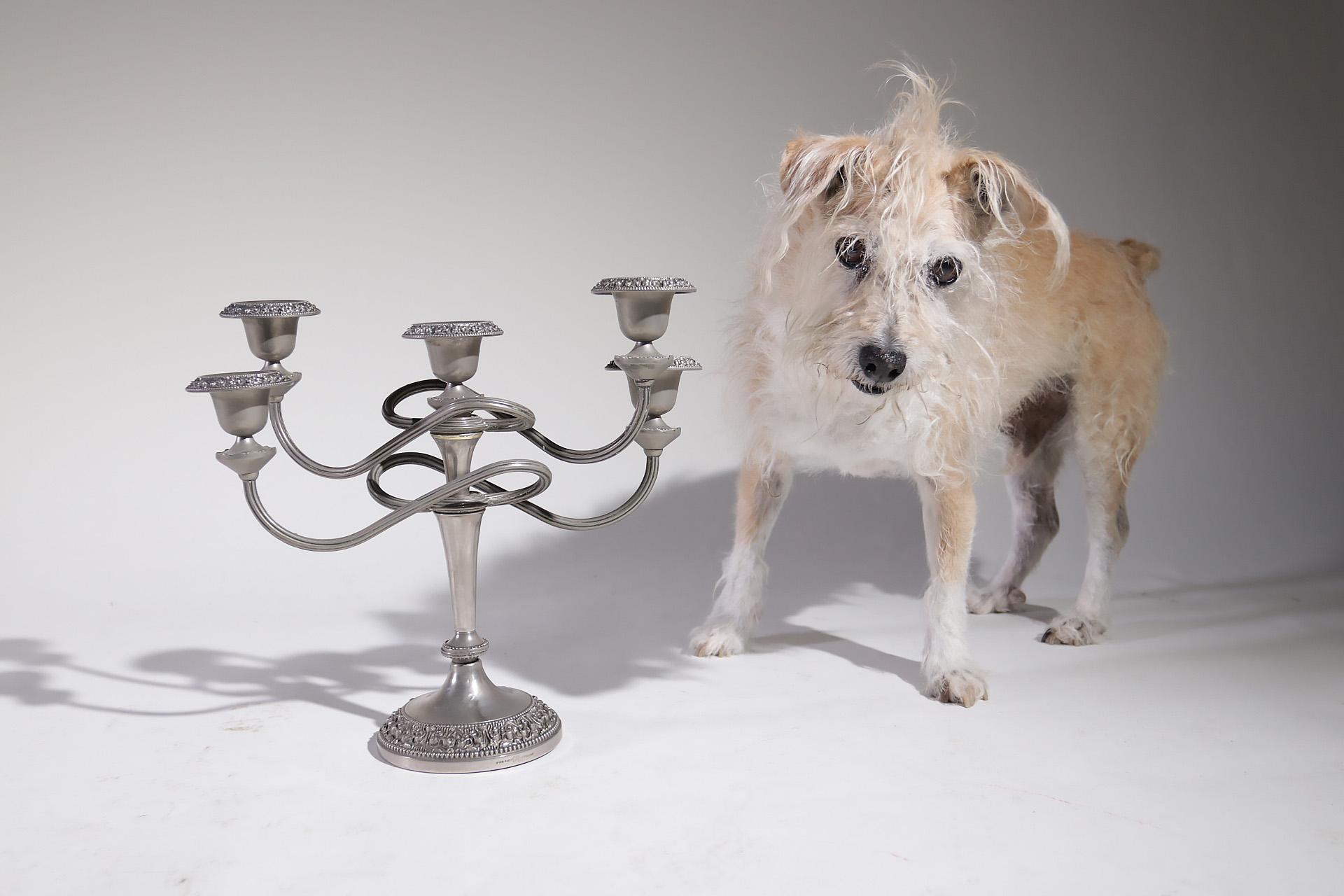 English Art Nouveau candlestick with 5 branches silver plated metal.
The four grooved side branches intertwine in arabesque shapes and are removable.
It rests on a circular central foot decorated with rosaries of pearls and floral