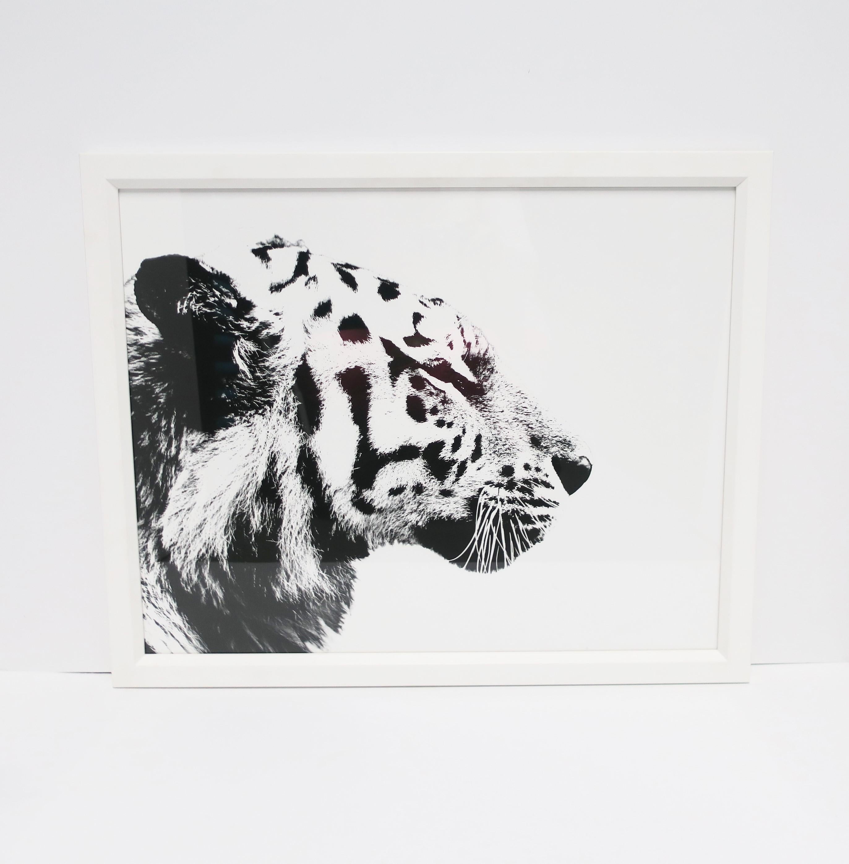 A black and white tiger cat animal photo print with white handcrafted frame, from London-based gallery William Stafford, circa 21st century, England. This London-based gallery features fine-art reproduction prints, contemporary black and white