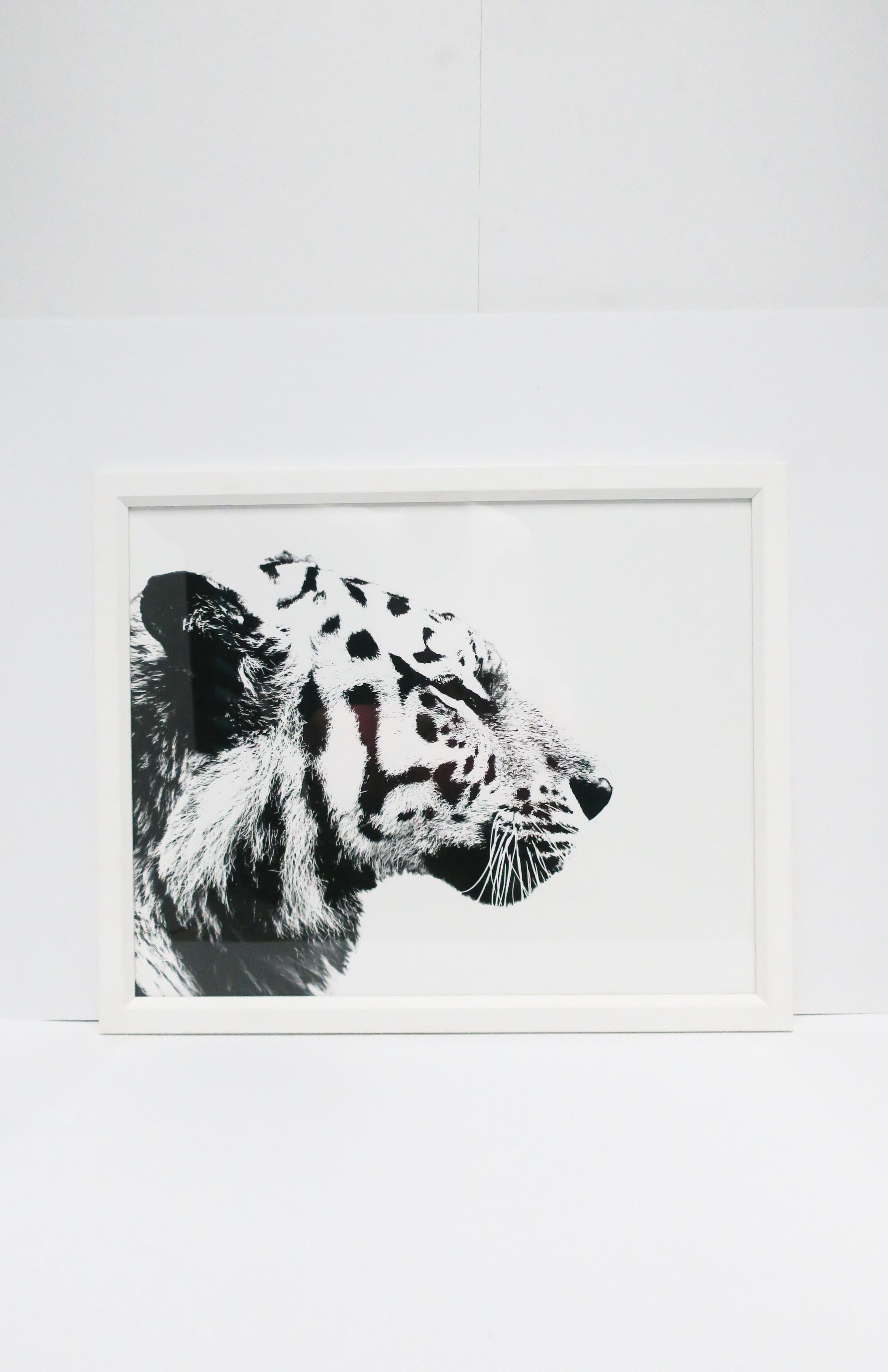 English Black and White Tiger Cat Animal Photo Print with White Frame In Excellent Condition In New York, NY