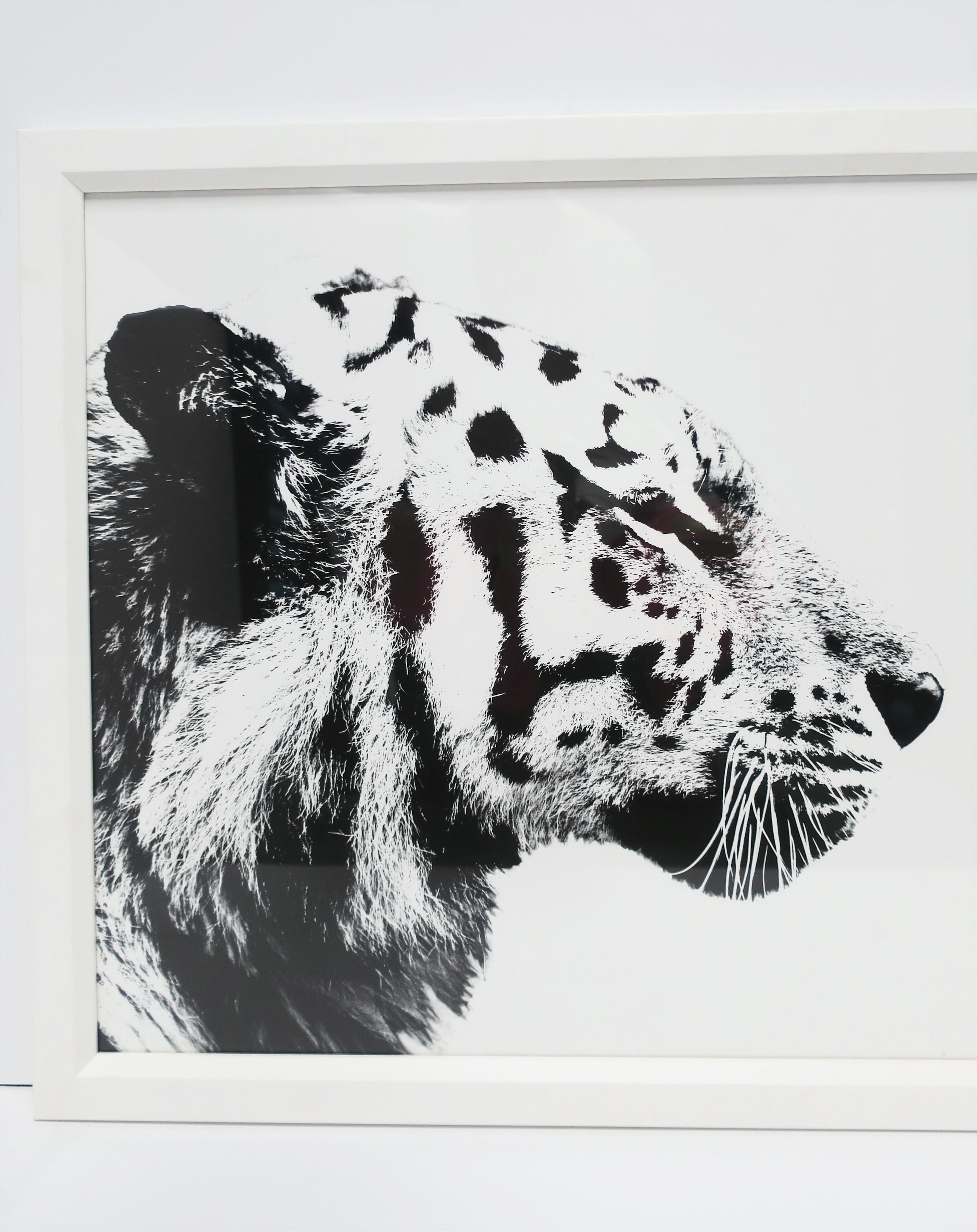 Contemporary English Black and White Tiger Cat Animal Photo Print with White Frame