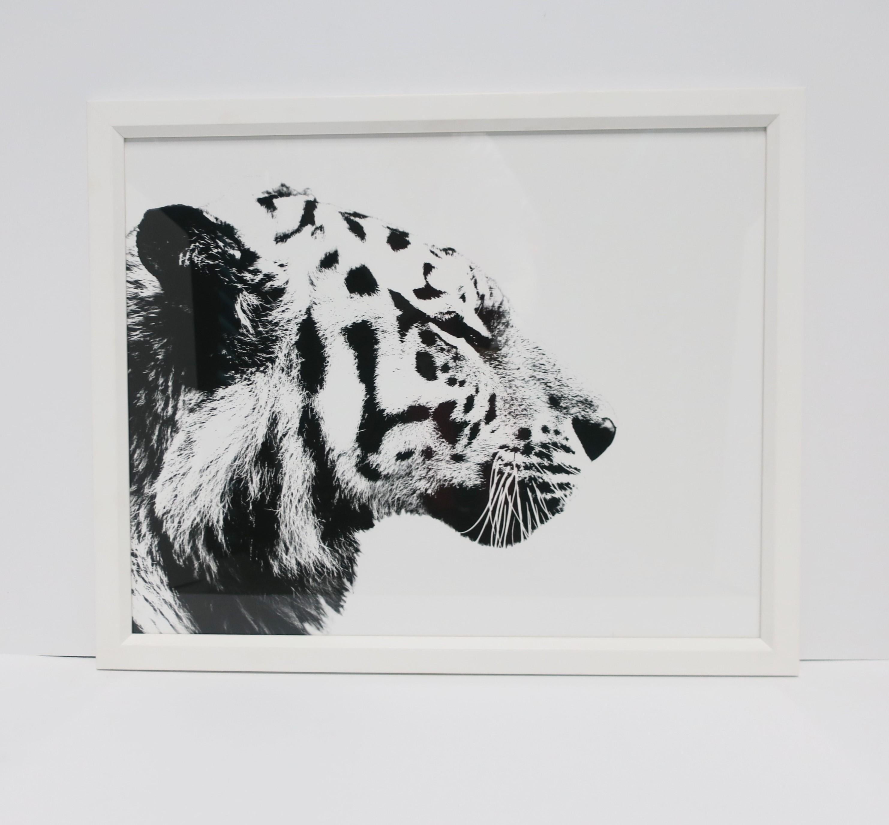 Glass English Black and White Tiger Cat Animal Photo Print with White Frame